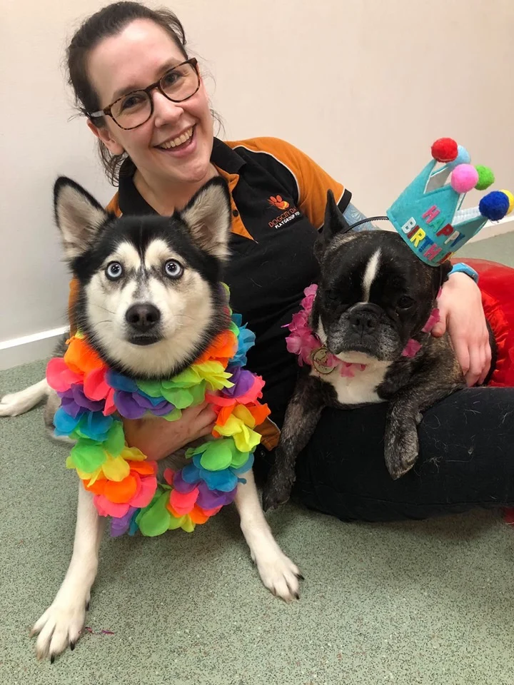 SARAH: CEO (SOUTH) As a qualified Veterinary Nurse for several years, Sarah has seen a lot of pets, but dogs have always been her passion. Keen to stay in the industry, Sarah knew that Dogcity was the pawfect place to be, and has seamlessly slipped into her role at Canine Enrichment Officer. Sarah is the Birthday Party hostess with the most-ess, game playing, Doggy Grub feeding extraordinaire - your dogs love her and so will you!