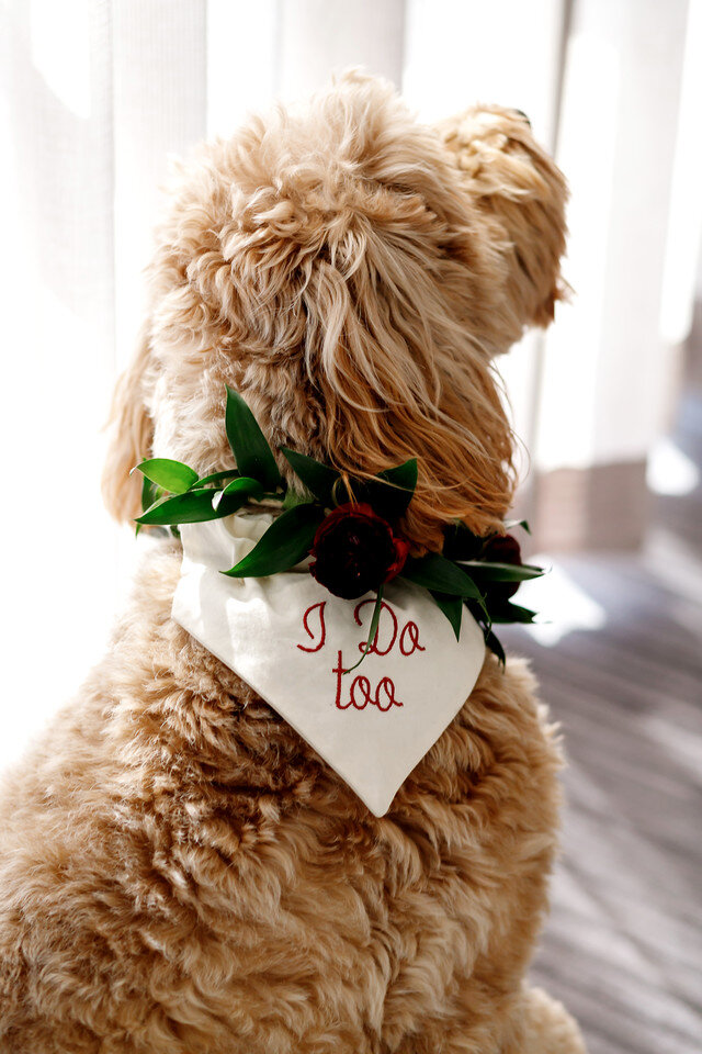 pink champagne designs wedding dog.jpg