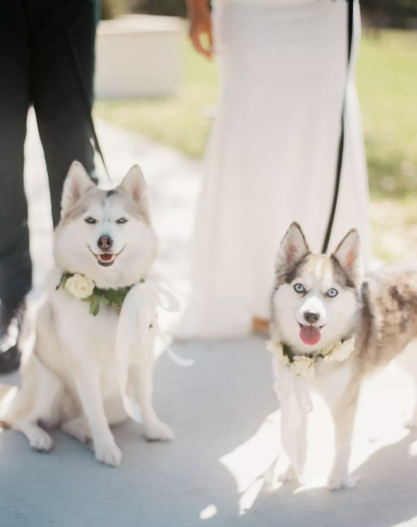 Pink-Champagne-Designs-southern-bride-wedding-inspiration-pets