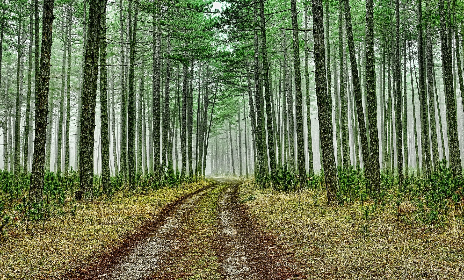 wood-3180891_1920.jpg