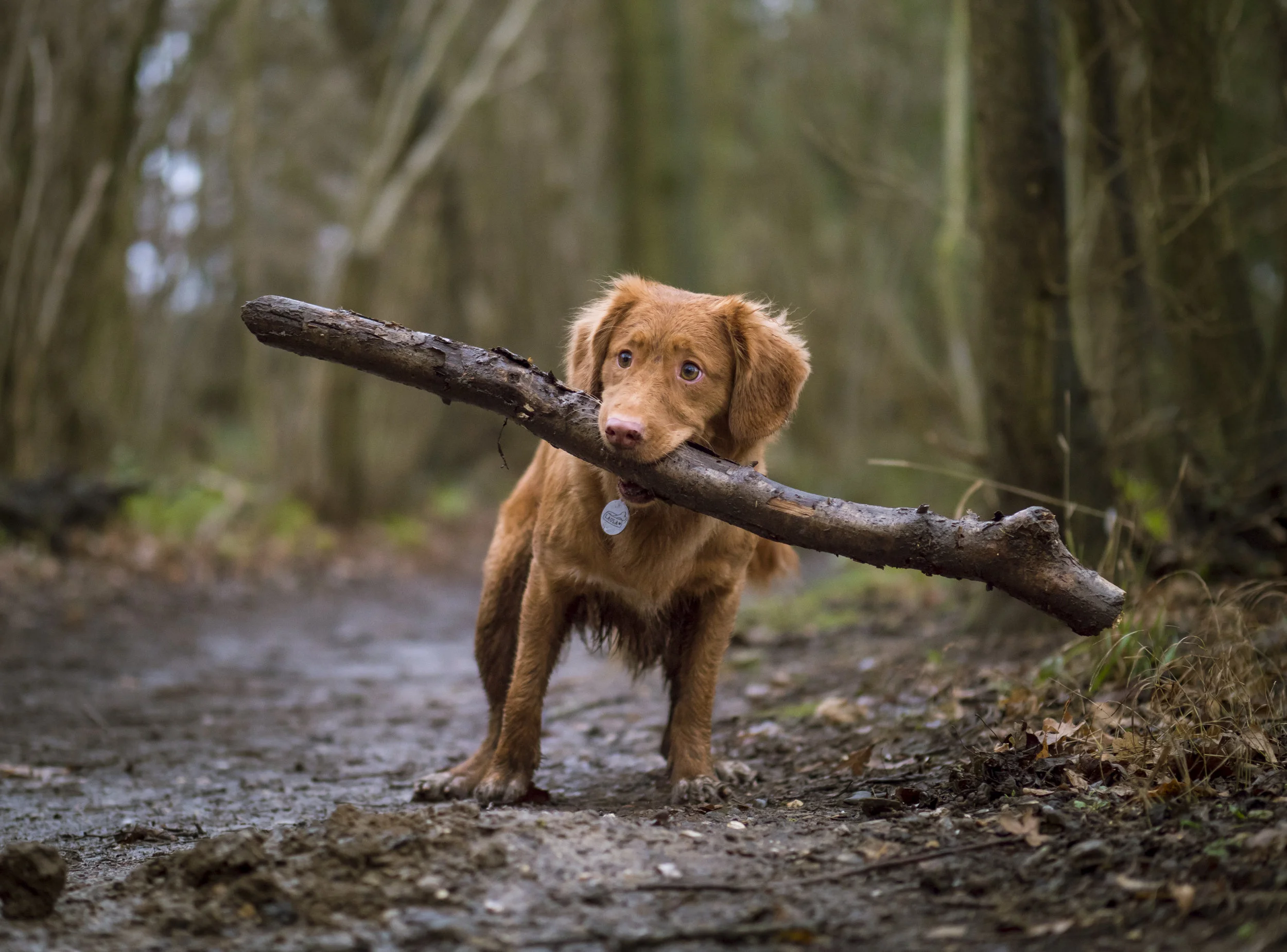Dog on trail