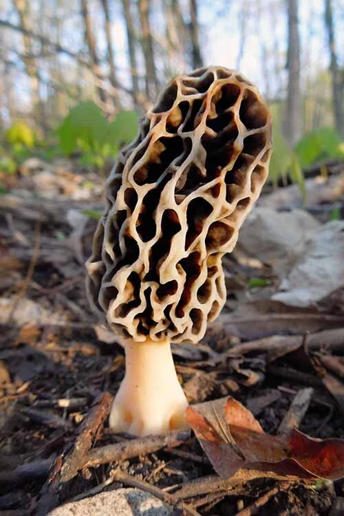 The Hunt for Morel Mushrooms