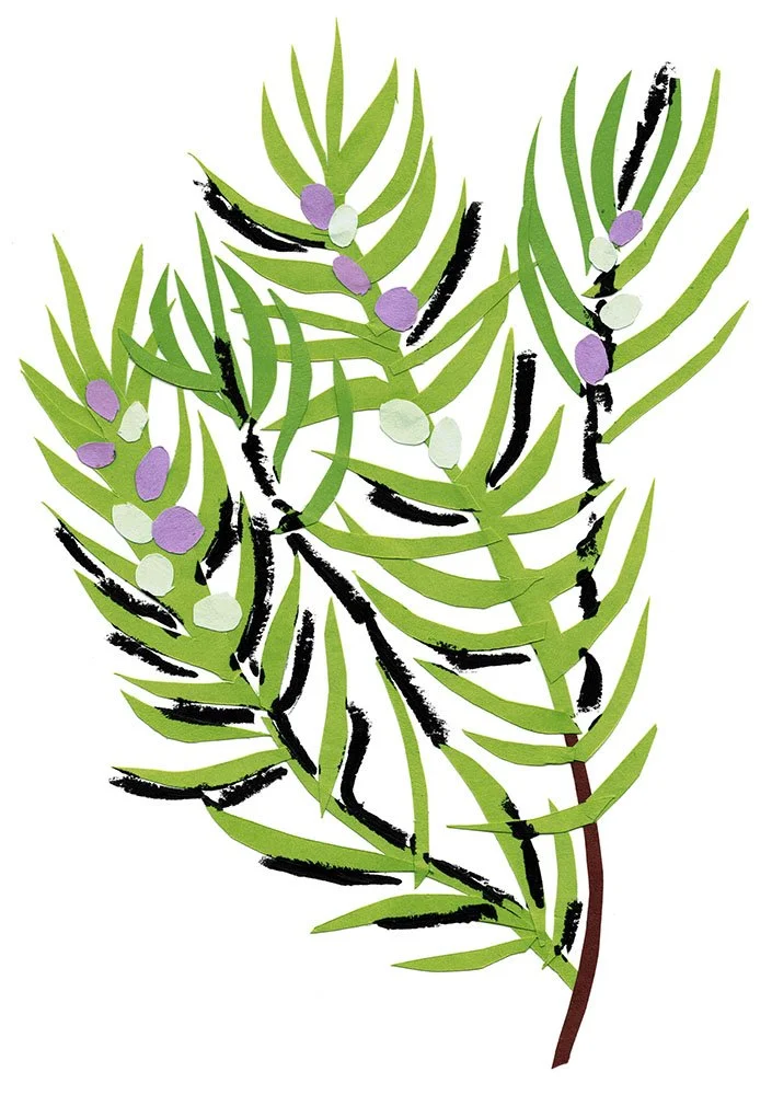 rosemary.fluorescentyellow-fluorescentpink-cornflower-black.preview.jpg