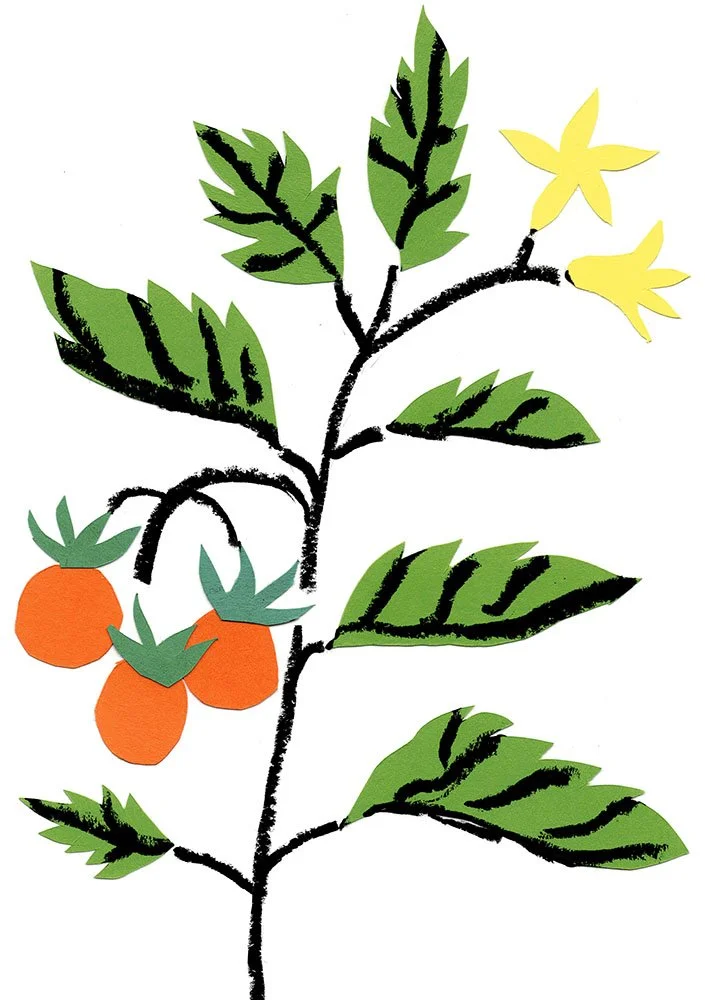 tomatoes2.fluorescentyellow-fluorescentpink-cornflower-black.preview.jpg
