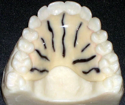 zebra.jpg
