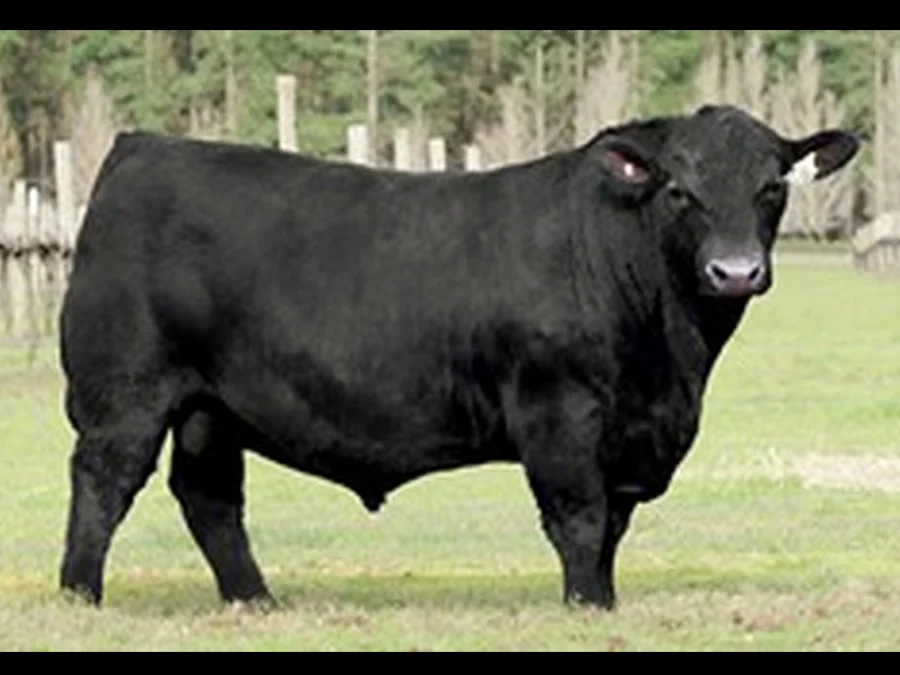 Karoo Knockout K176(AI)