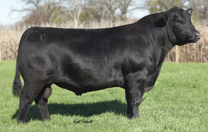 Baldridge Bronc