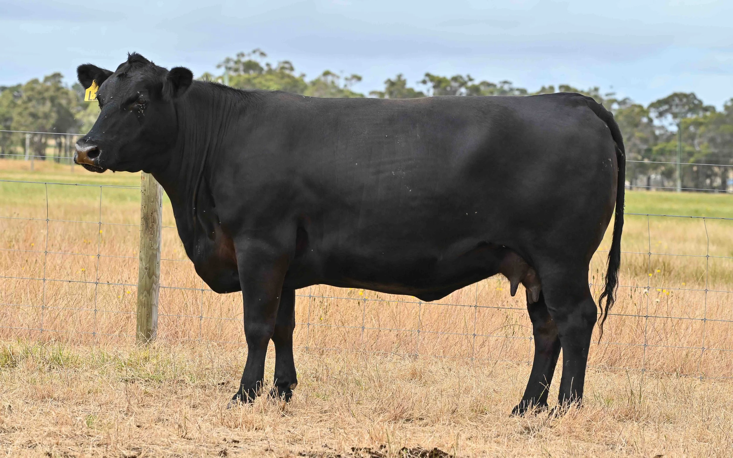 LOT 2 - LITTLE MEADOWS EDWINA L1 AI #