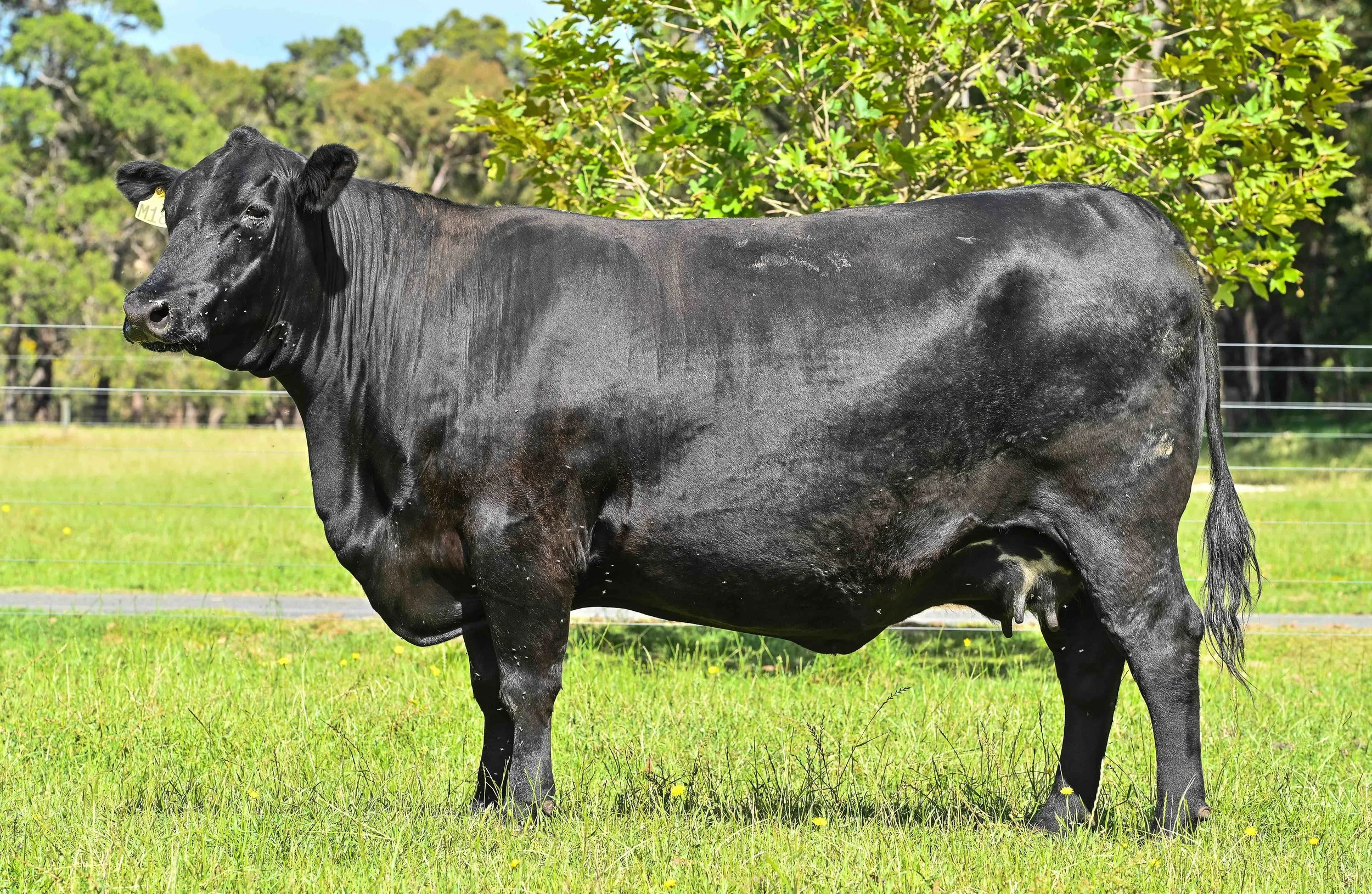 LOT 1 - LITTLE MEADOWS EDWINA M18 ET SV 