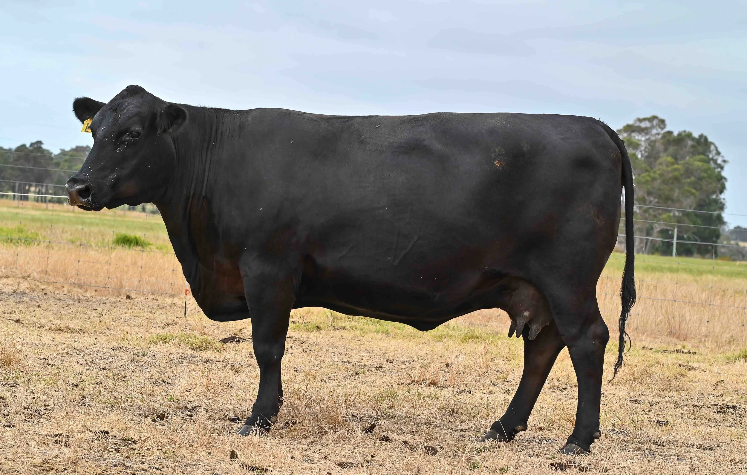 LOT 3 - LITTLE MEADOWS EDWINA L4 A I#