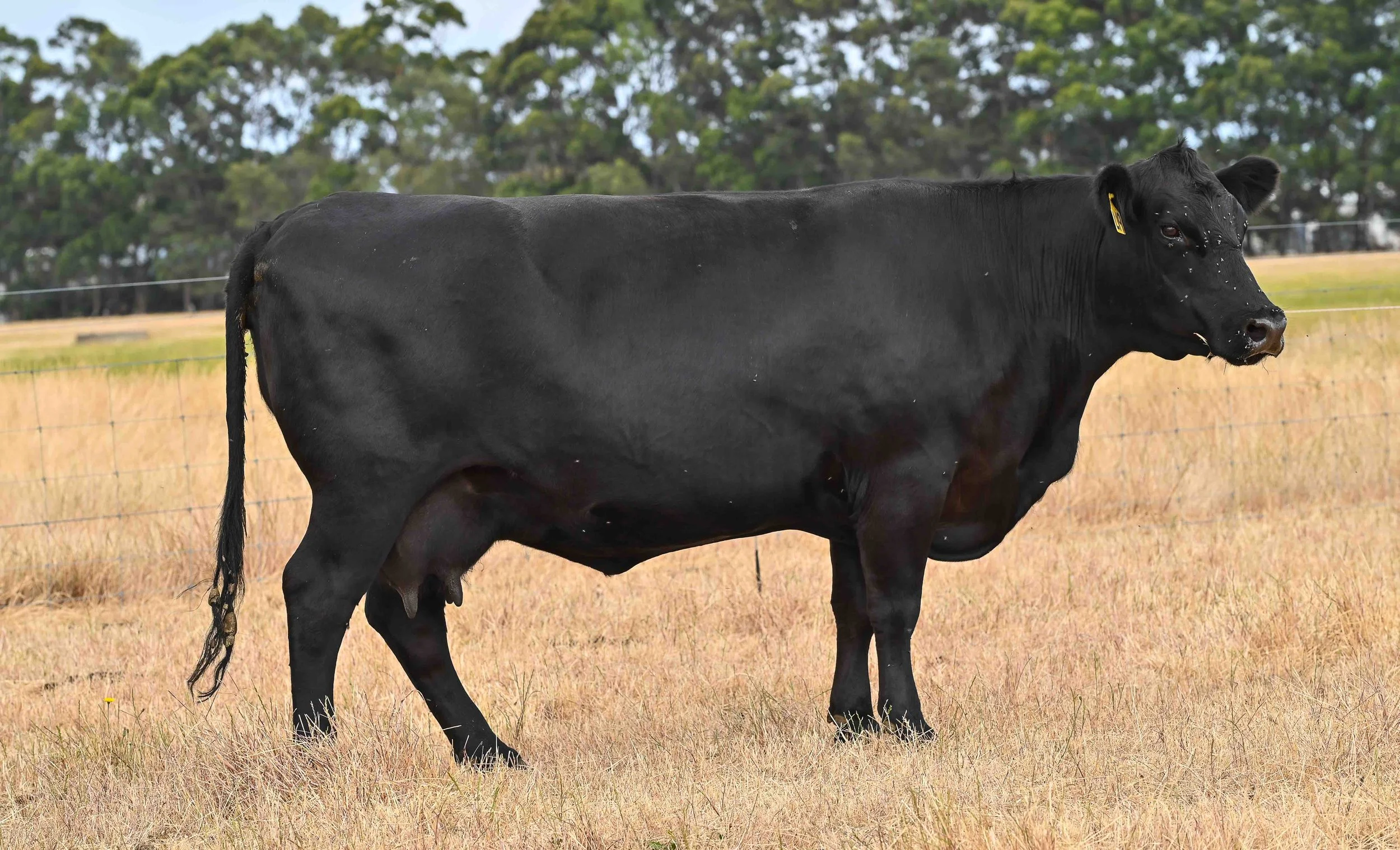 LOT 4 - LITTLE MEADOWS EDWINA L19 AI #