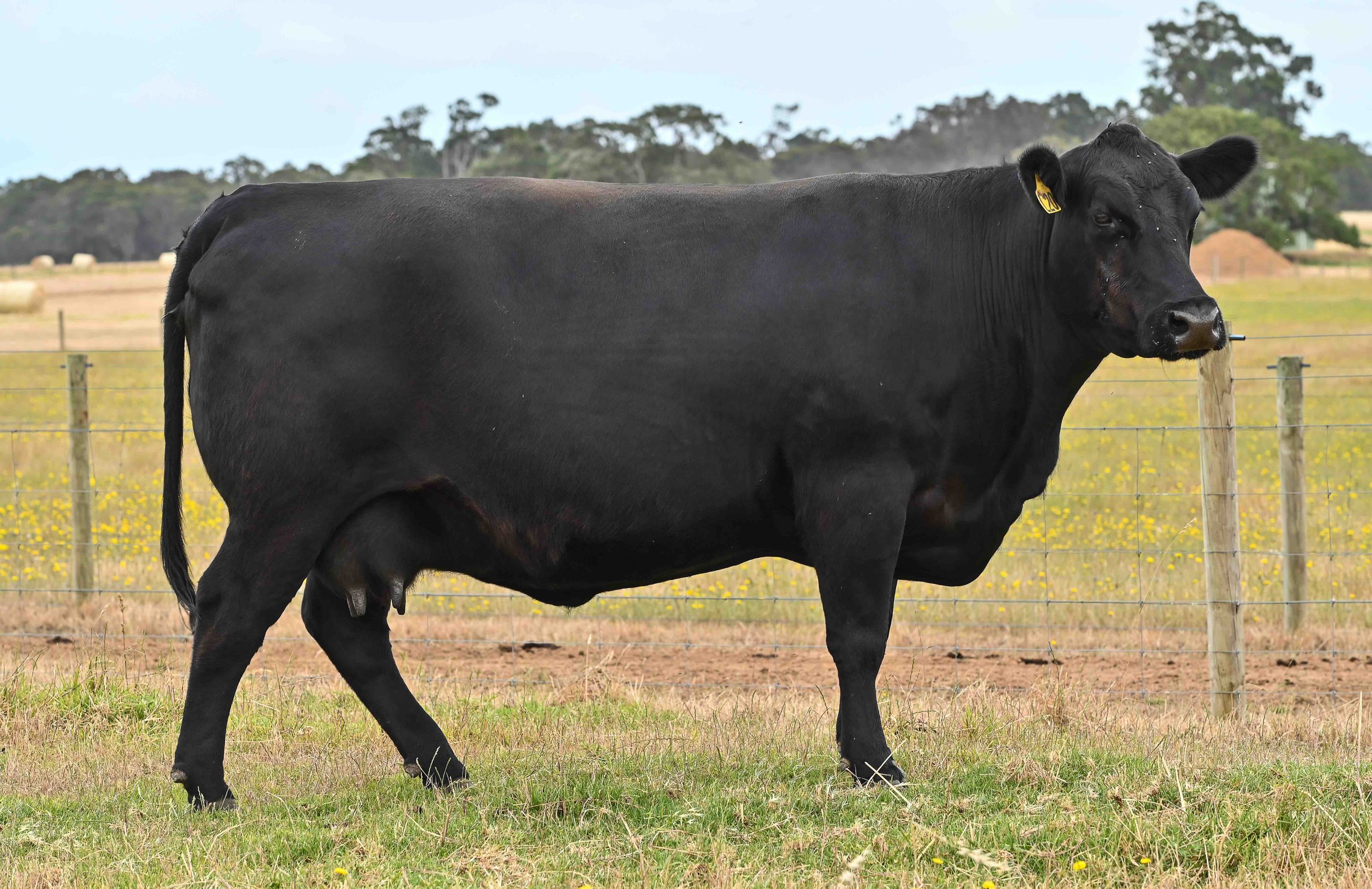 LOT 5 - LITTLE MEADOWS EDWINA L20 AI #