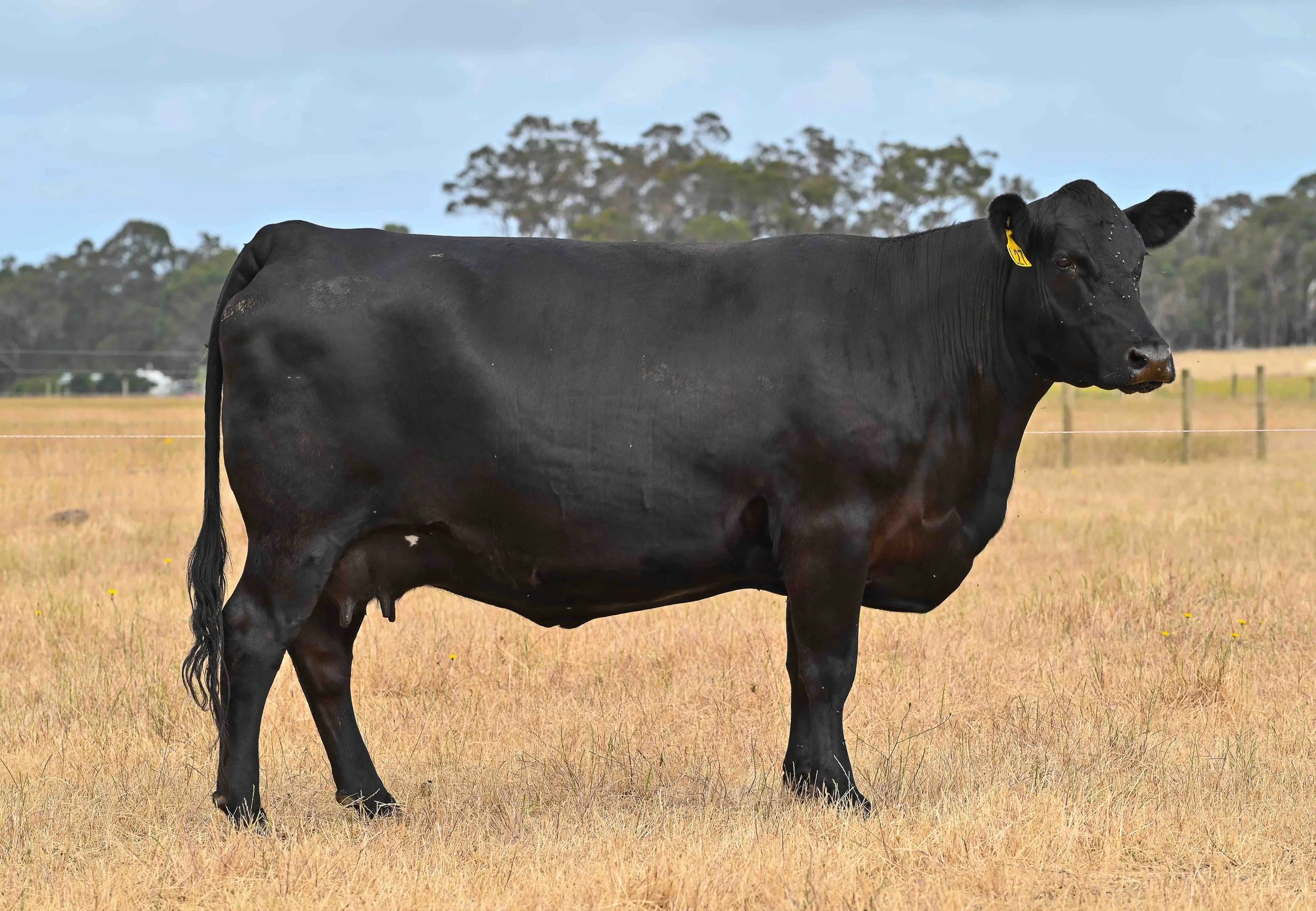 LOT 6 - LITTLE MEADOWS EDWINA L27 AI SV