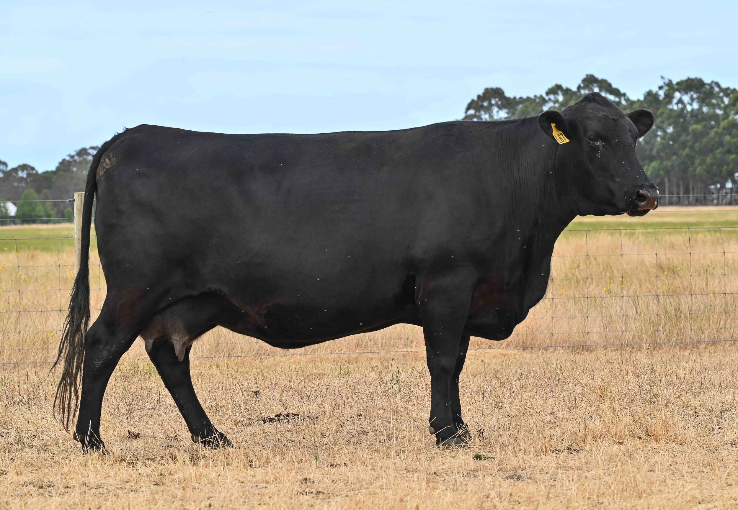 LOT 8 - LITTLE MEADOWS EDWINA L67 #