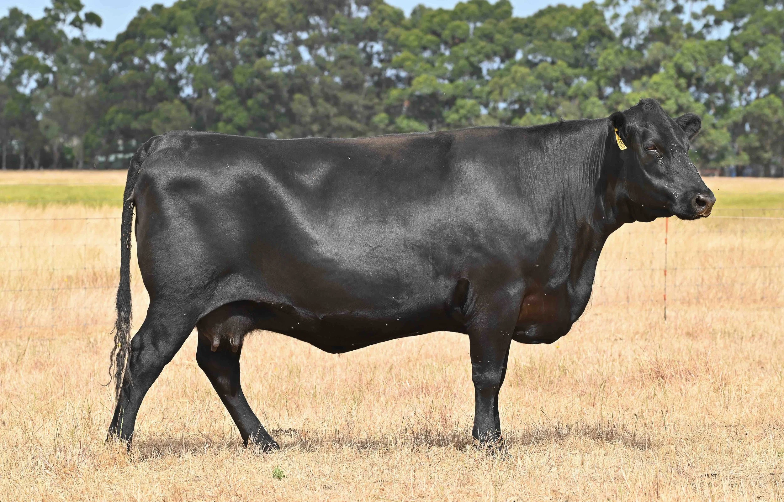 LOT 7 - LITTLE MEADOWS EDWINA L45 #