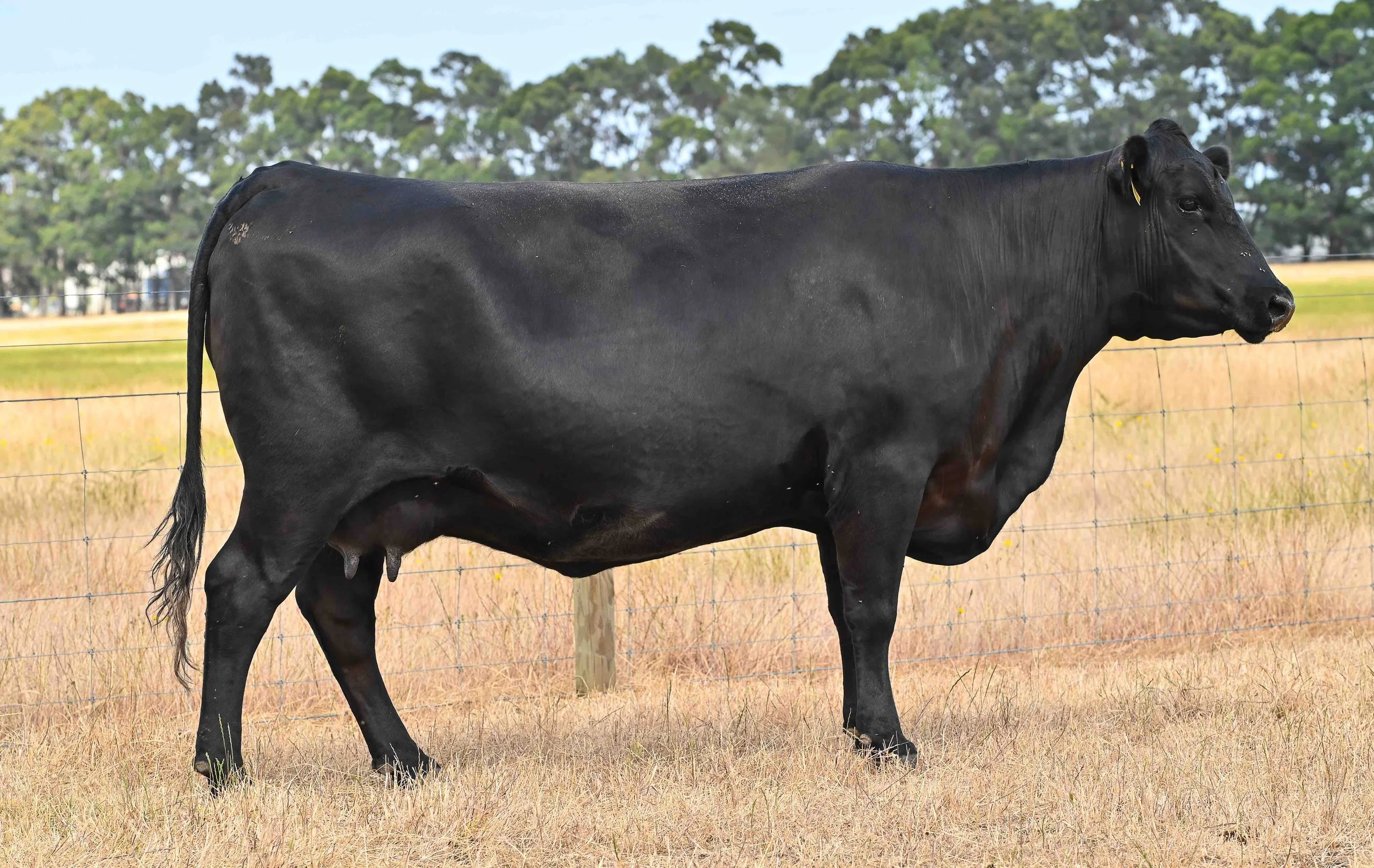 LOT 9 - LITTLE MEADOWS EDWINA L87 #