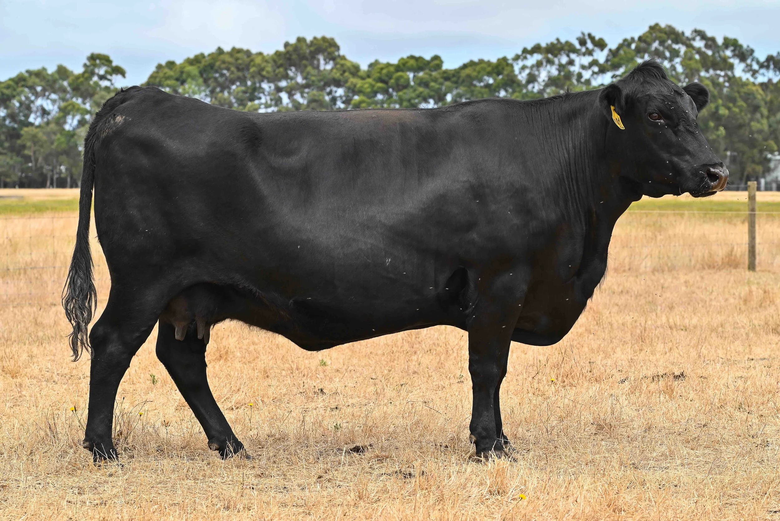 LOT 10 - LITTLE MEADOWS MERRIMENT L91 #