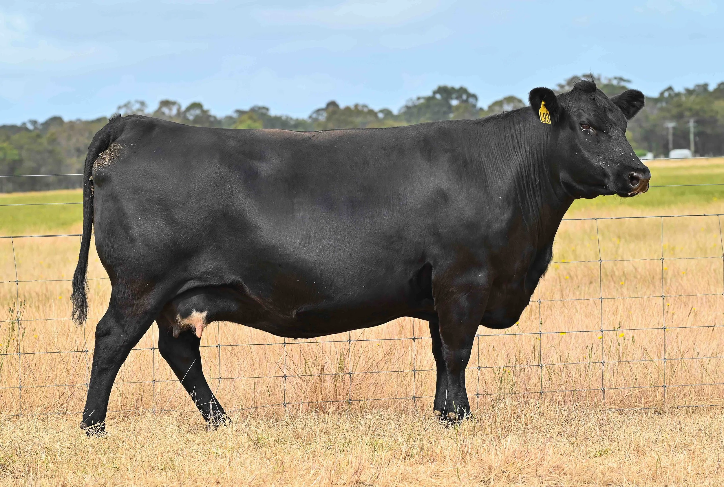 LOT 11 - LITTLE MEADOWS EDWINA L93 #