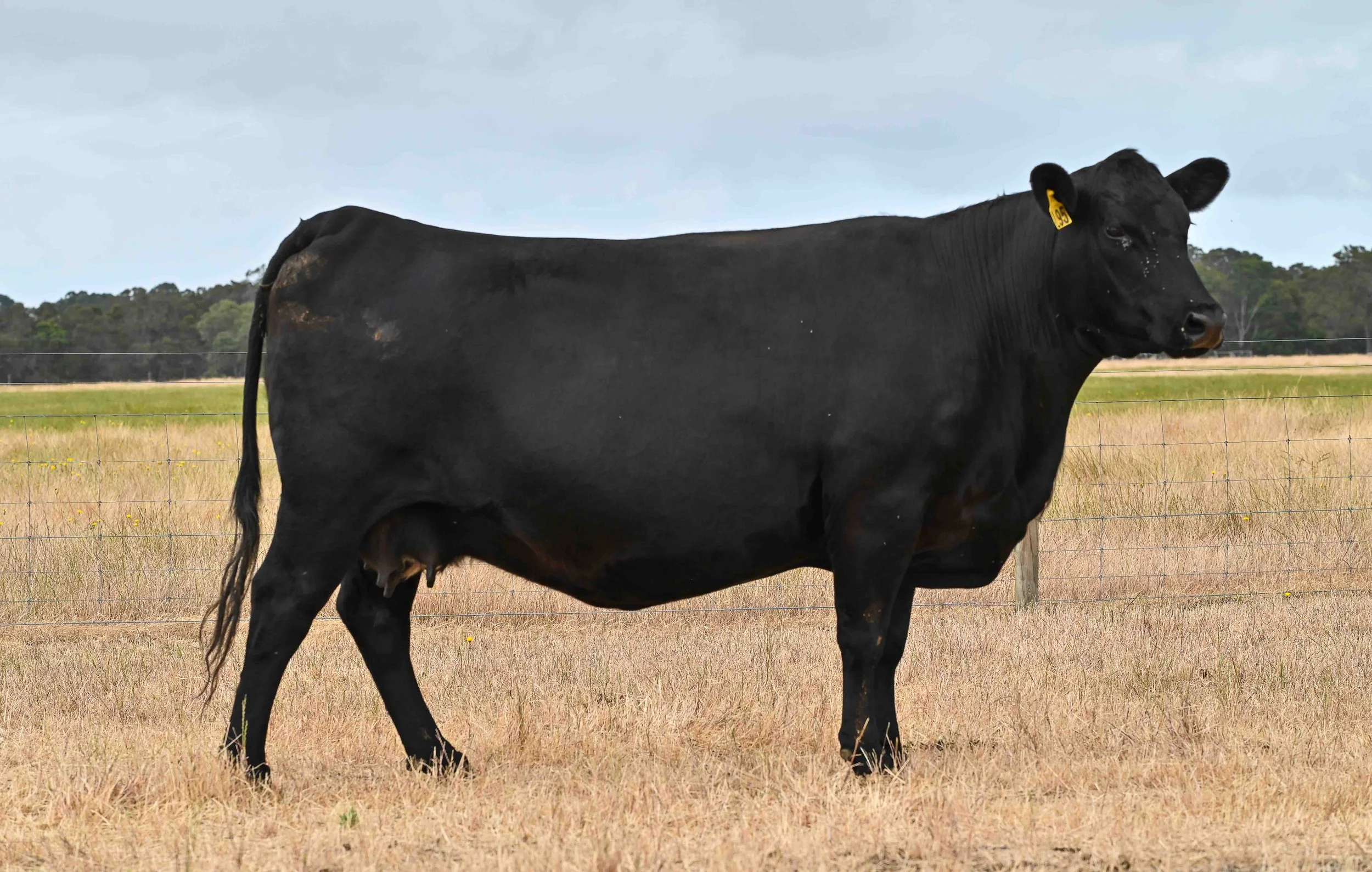 LOT 12 - LITTLE MEADOWS EDWINA L95 #