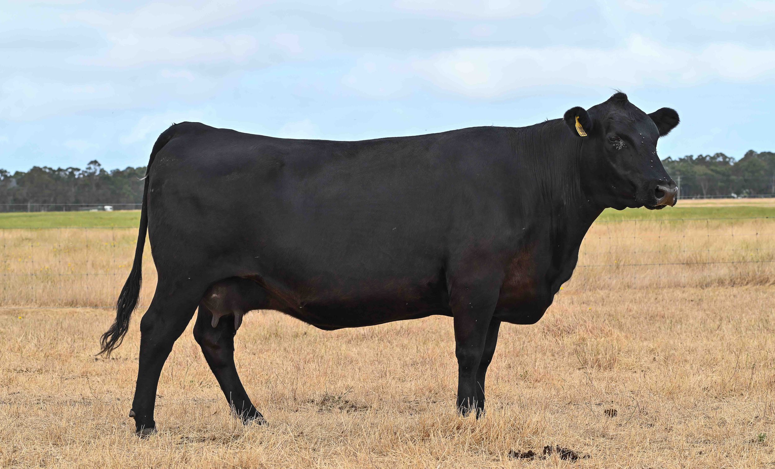 LOT 13 - LITTLE MEADOWS EDWINA L99 #