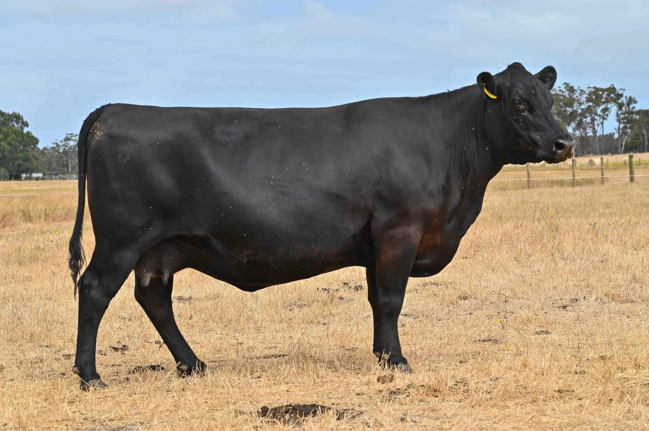 LOT 14 - LITTLE MEADOWS EDWINA L109 #