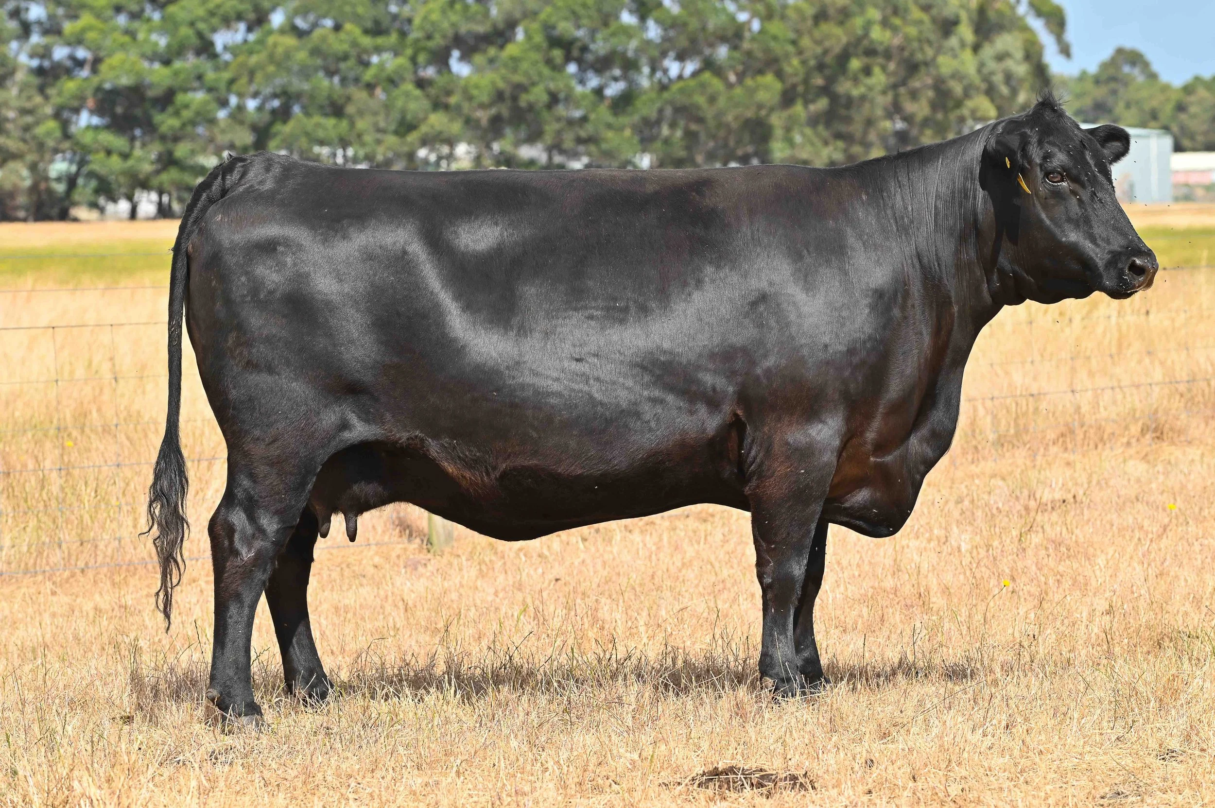 LOT 16 - LITTLE MEADOWS LOWAN L129 #