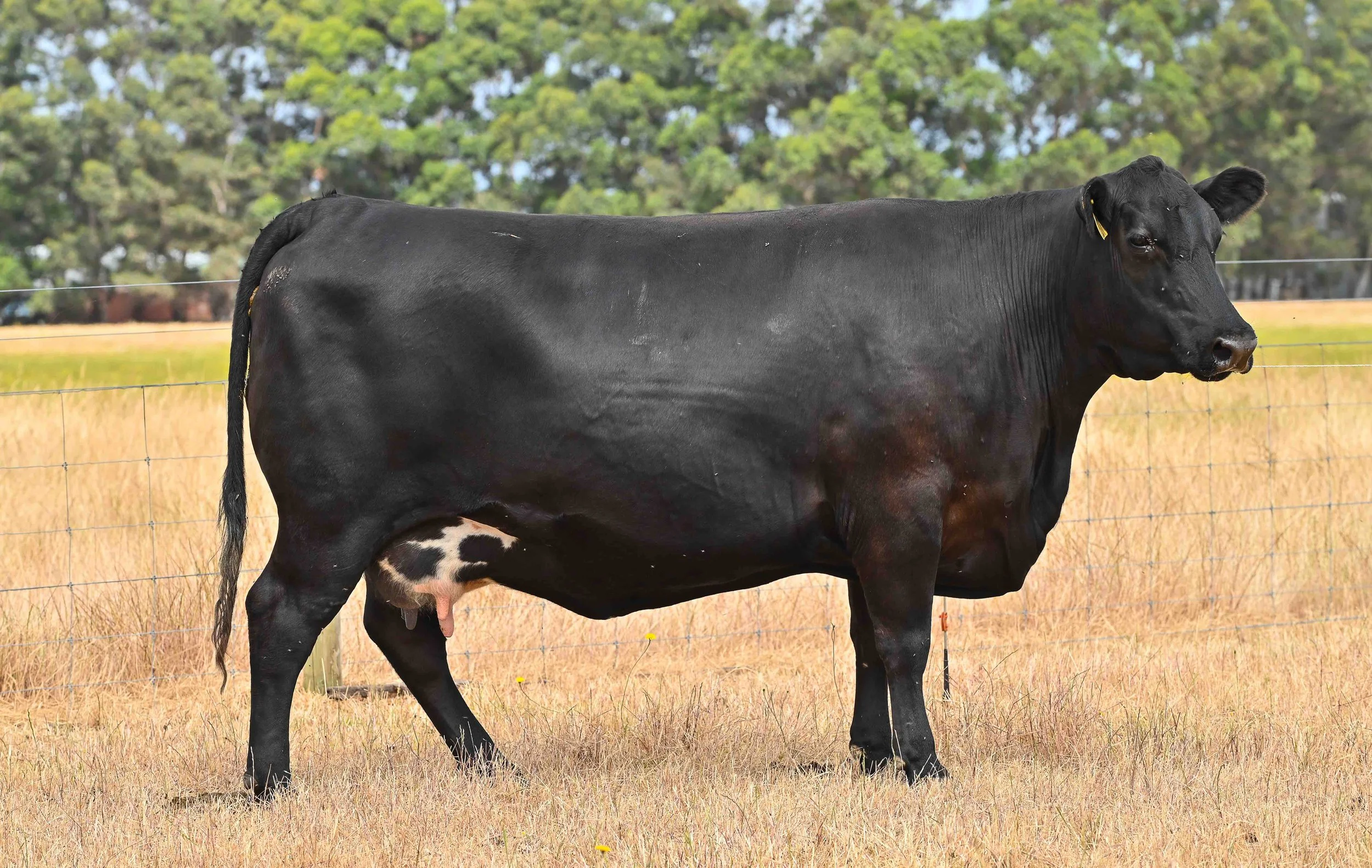 LOT 18 - LITTLE MEADOWS EDWINA L137 #