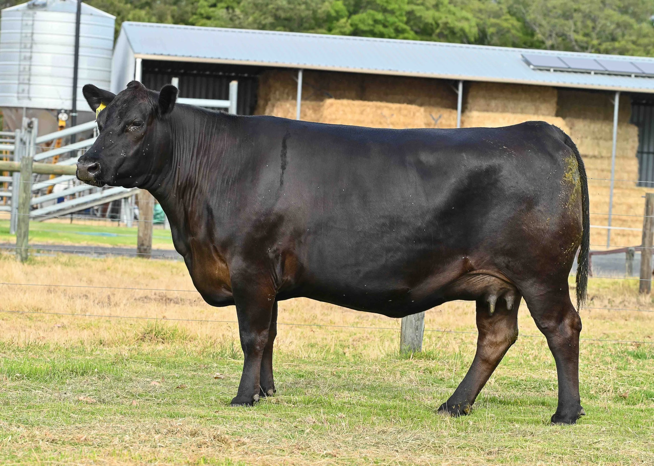 LOT 21 - LITTLE MEADOWS MERRIMENT M24 AI #