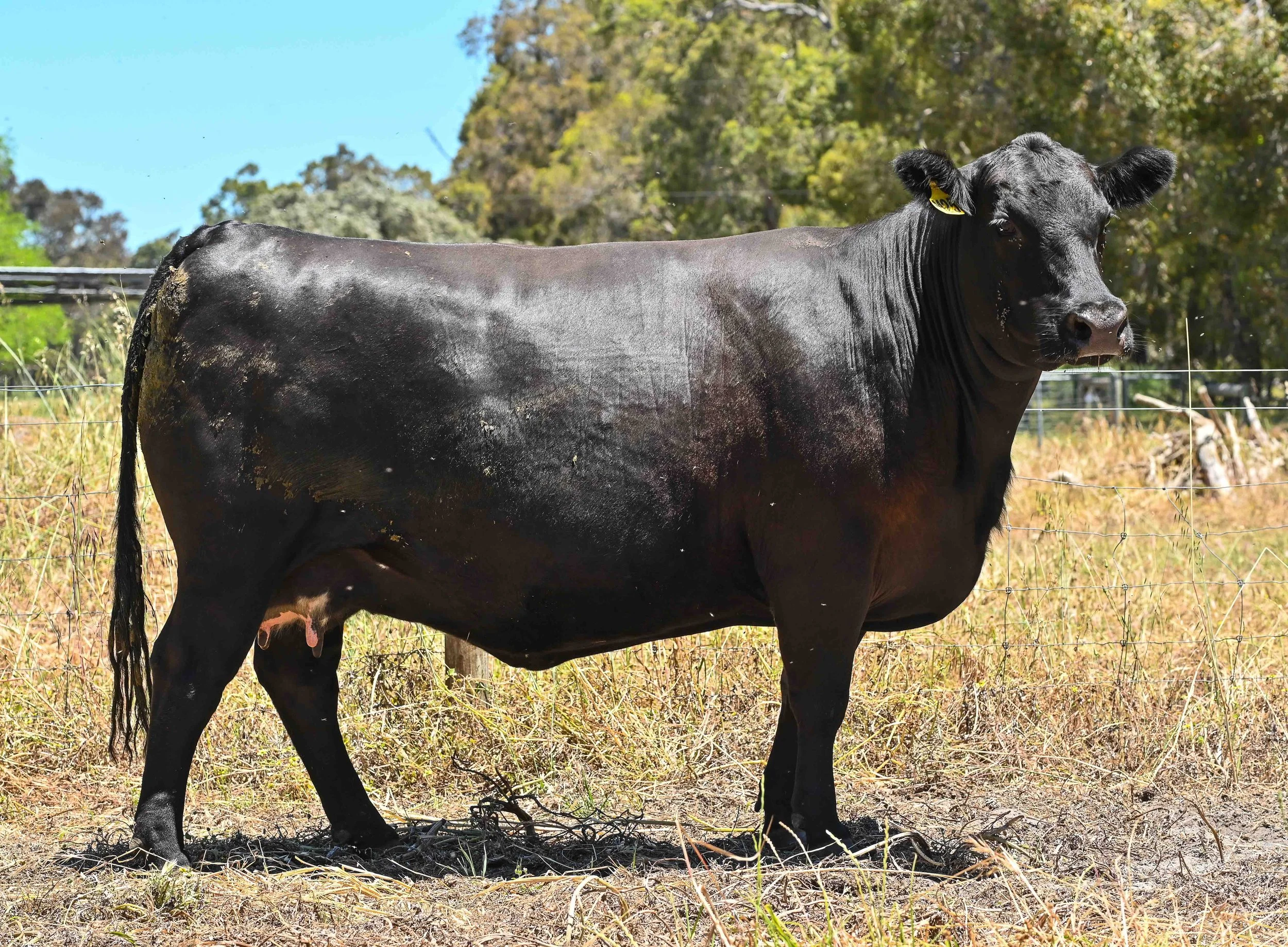 LOT 22 - LITTLE MEADOWS WILCOOLA M25 AI #