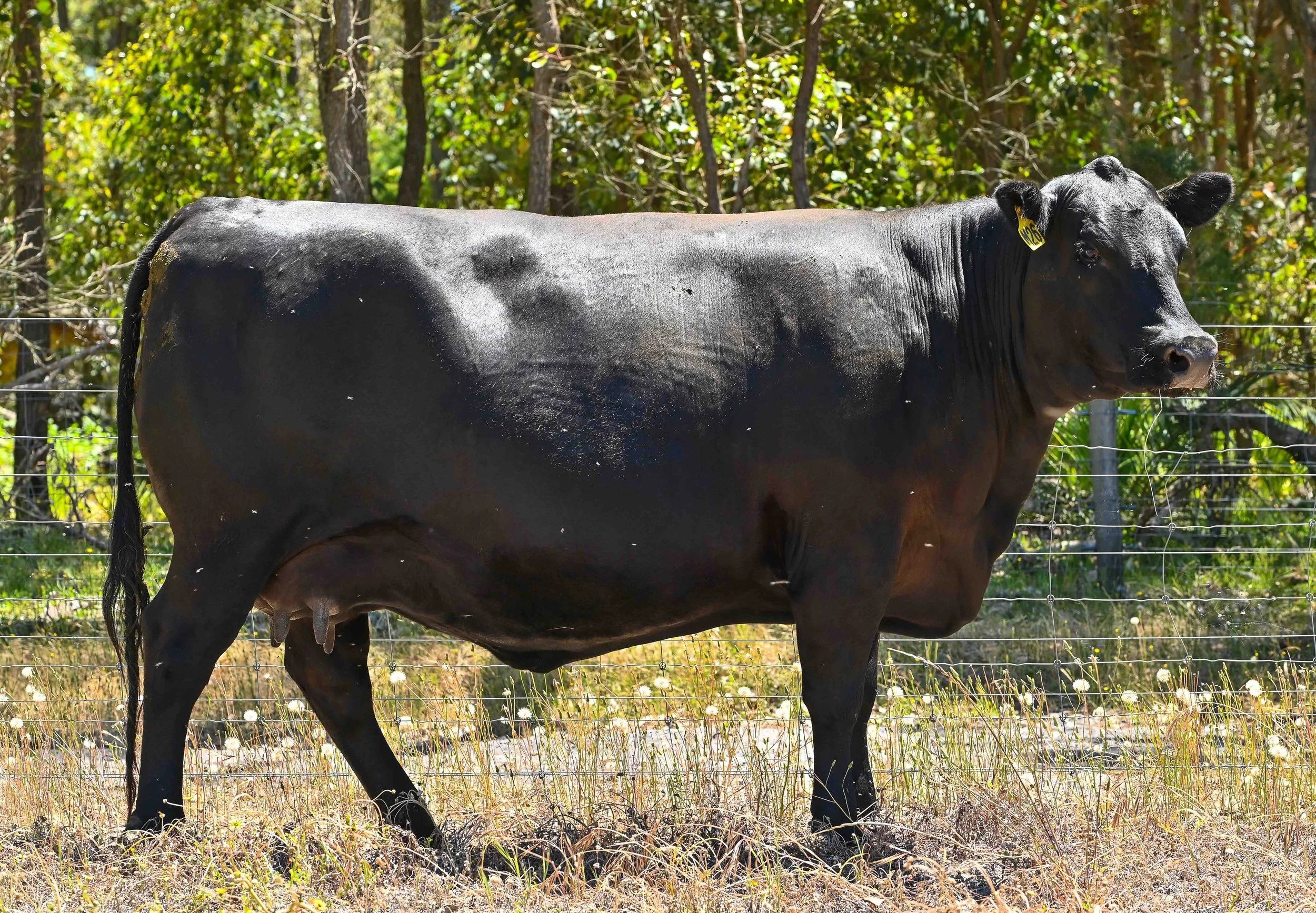 LOT 23 - LITTLE MEADOWS EDWINA M26 AI #