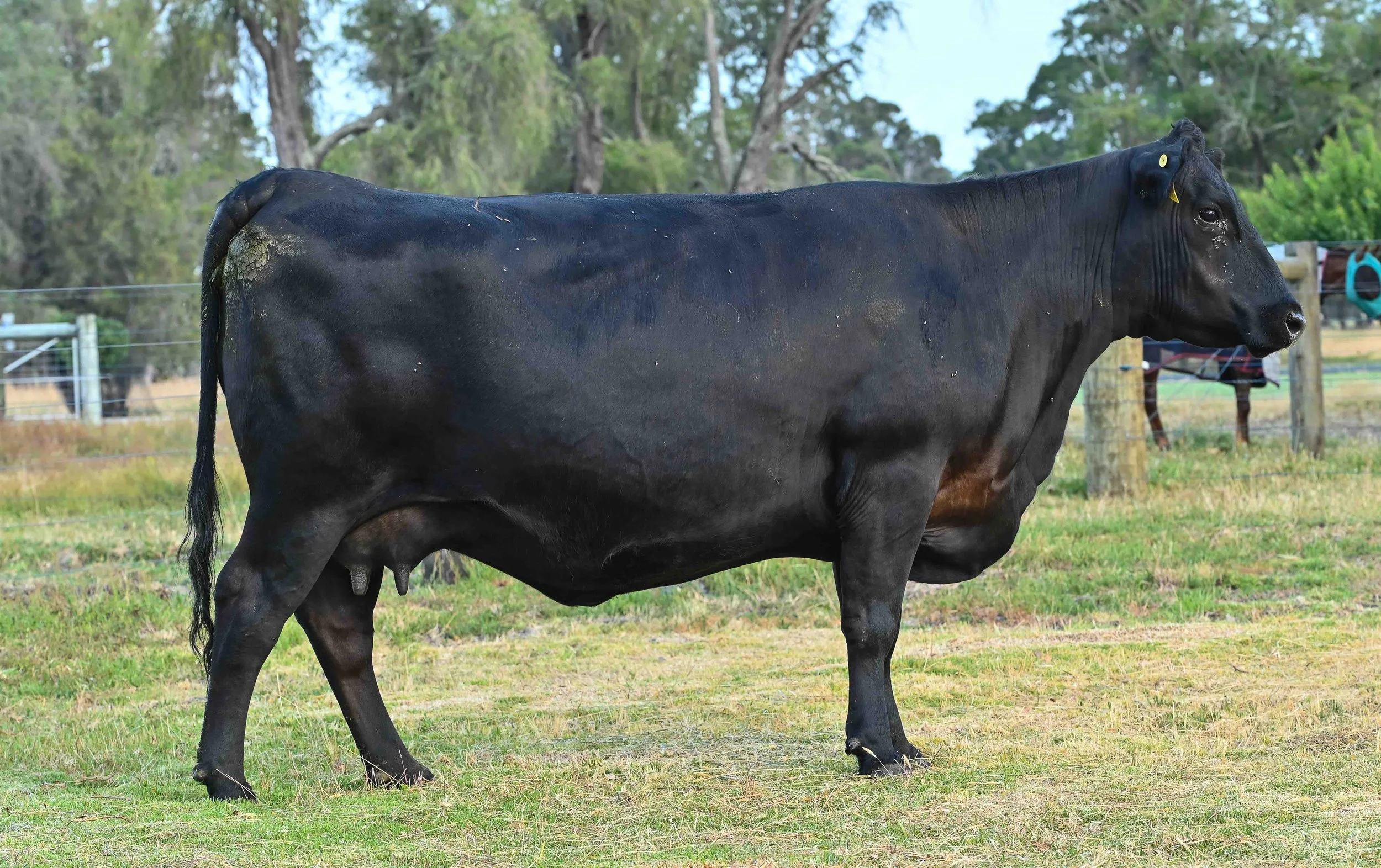 LOT 24 - LITTLE MEADOWS EDWINA M29 AI #