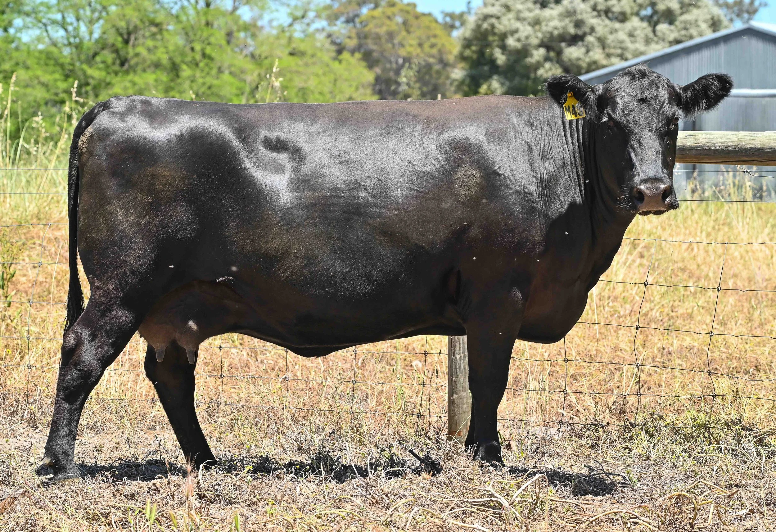 LOT 25 - LITTLE MEADOWS EDWINA M43 AI #
