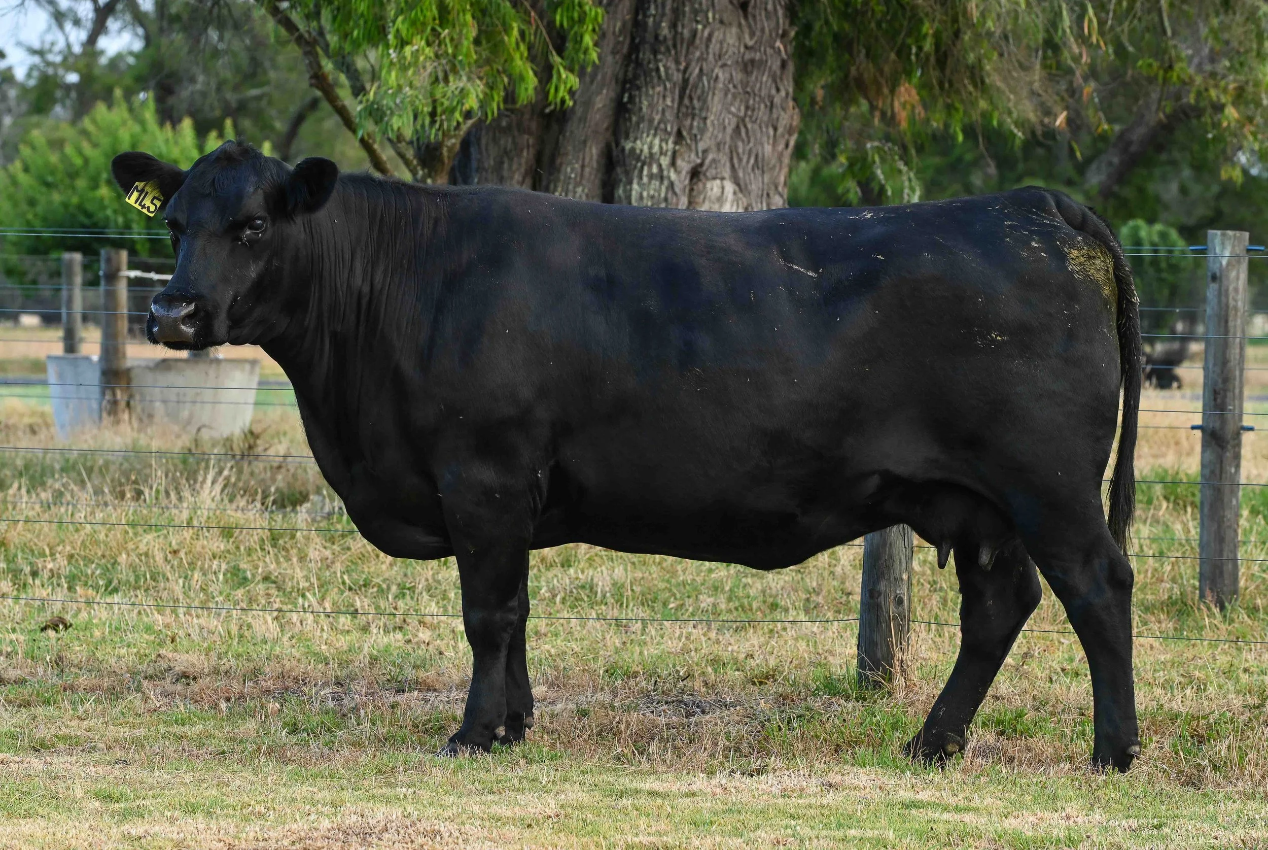 LOT 26 - LITTLE MEADOWS MERRIMENT M45 AI #