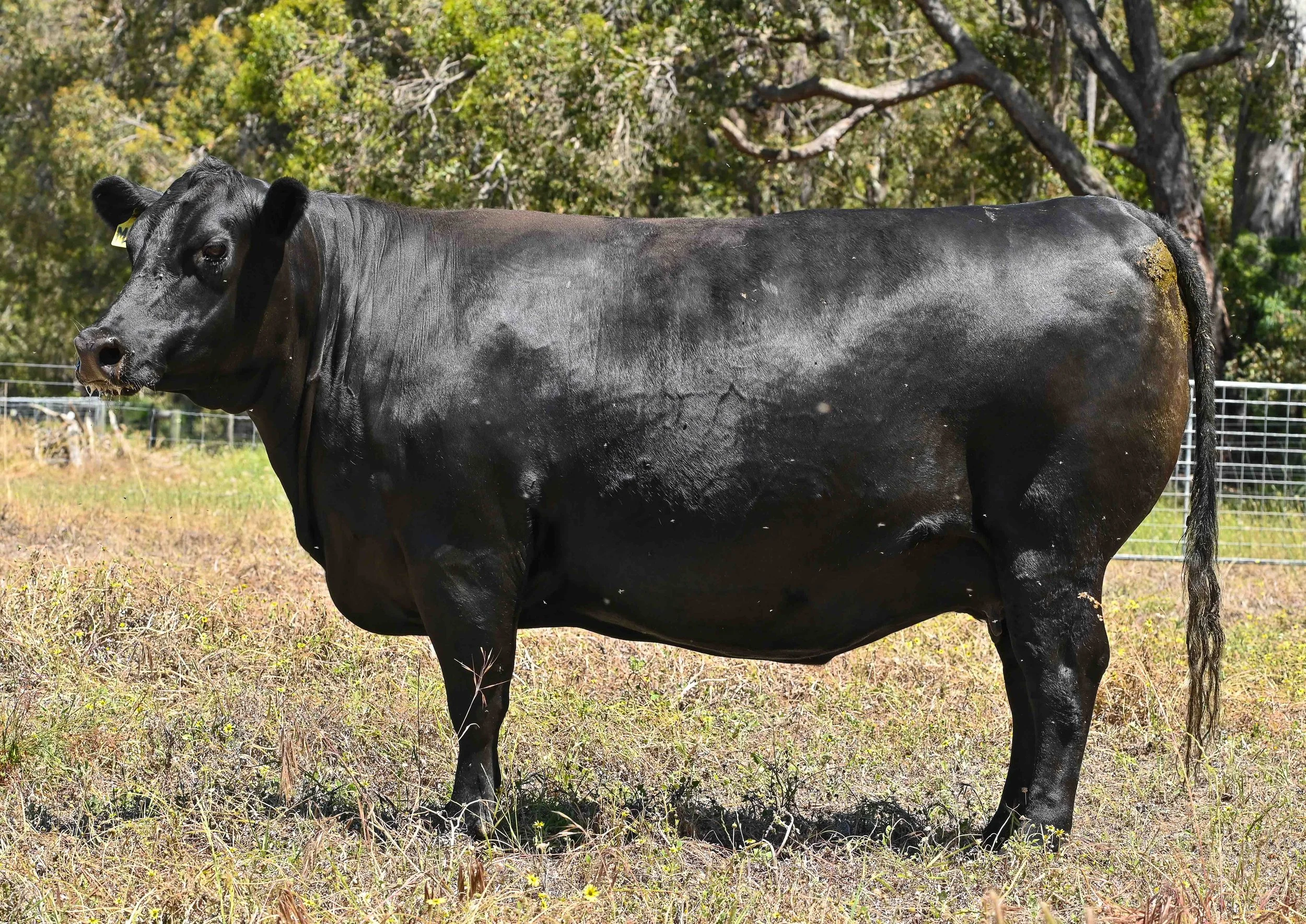 LOT 27 - LITTLE MEADOWS EDWINA M86 #