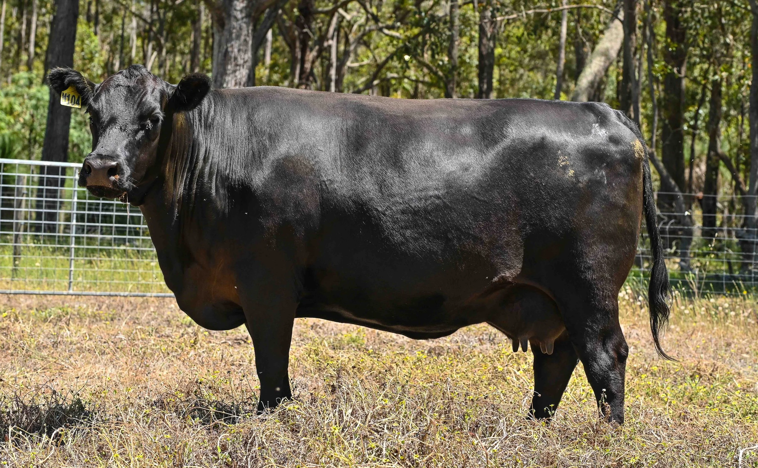 LOT 29 - LITTLE MEADOWS EDWINA M104 #