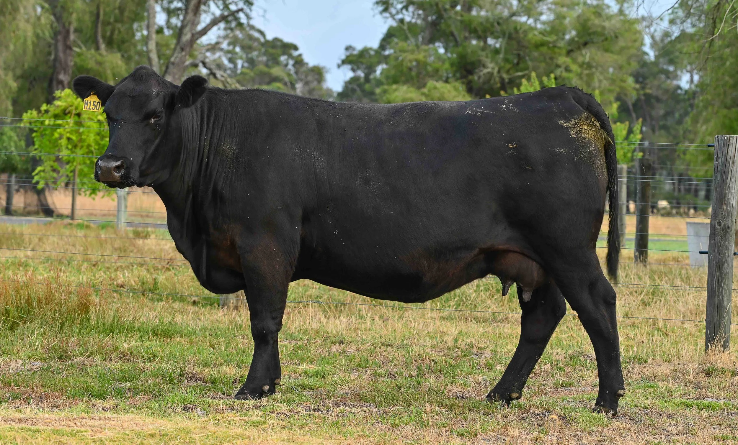 LOT 32 - LITTLE MEADOWS EDWINA M150 #