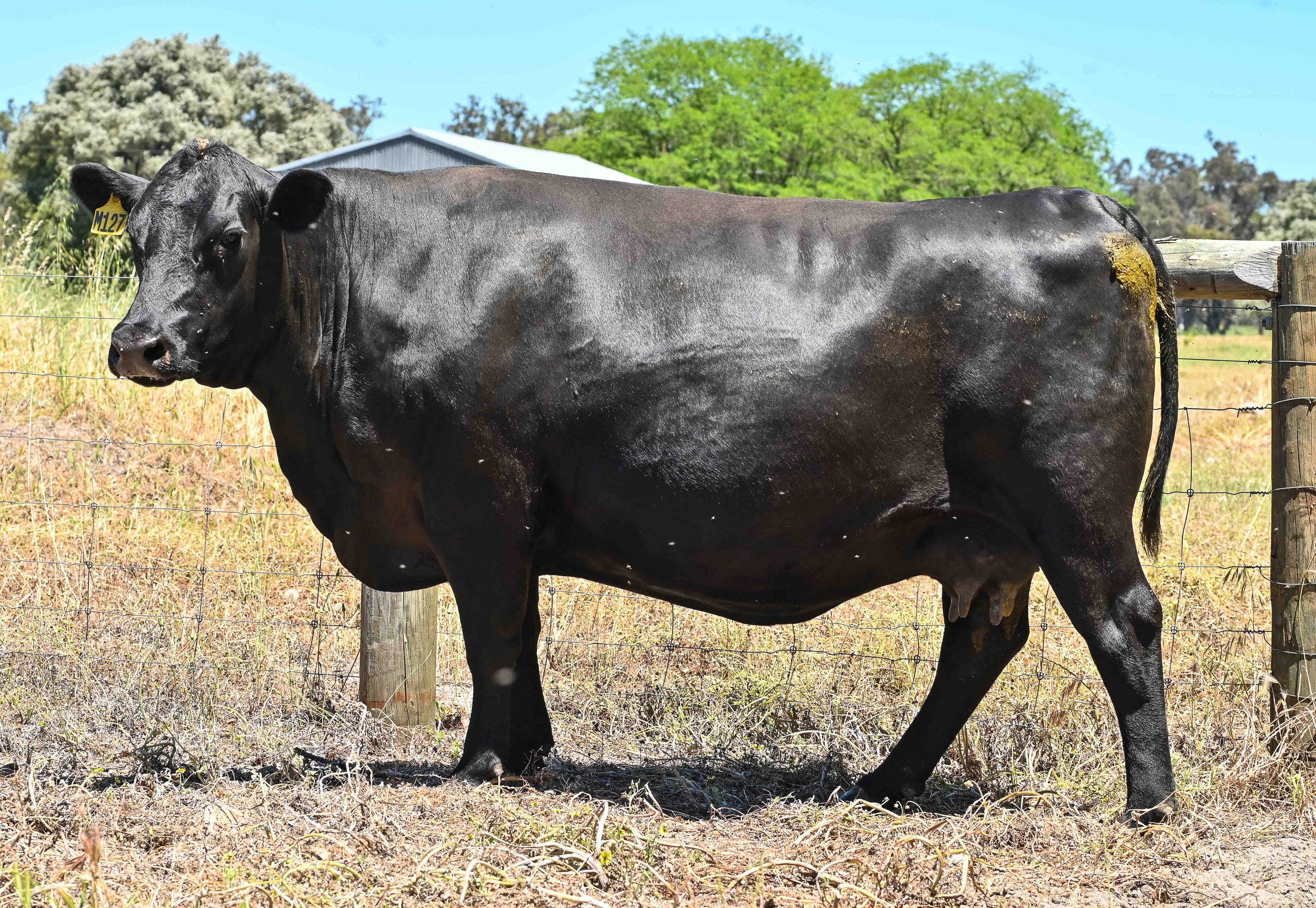 LOT 31 - LITTLE MEADOWS MERRIMENT M127 #