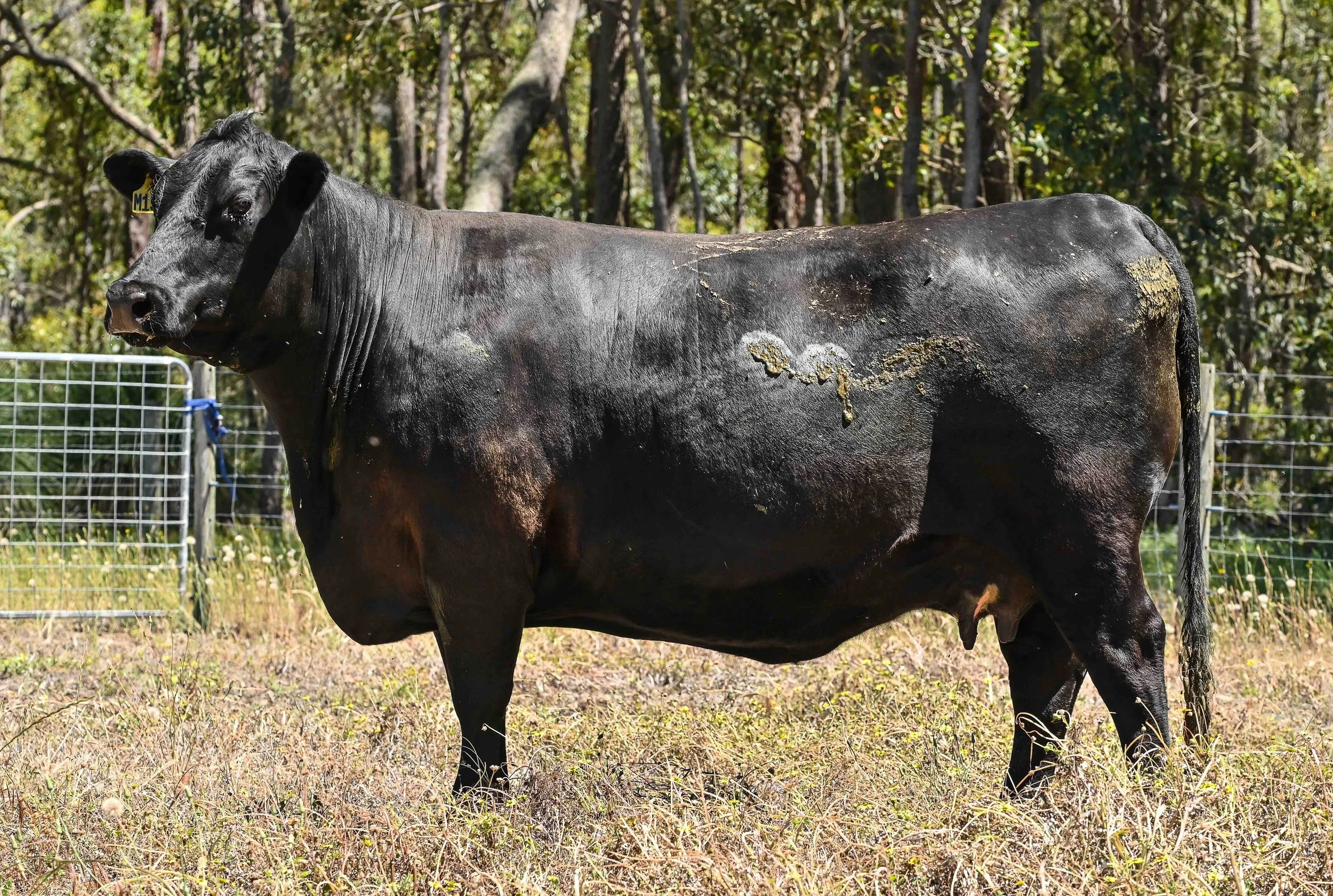 LOT 33 - LITTLE MEADOWS EDWINA M155 #