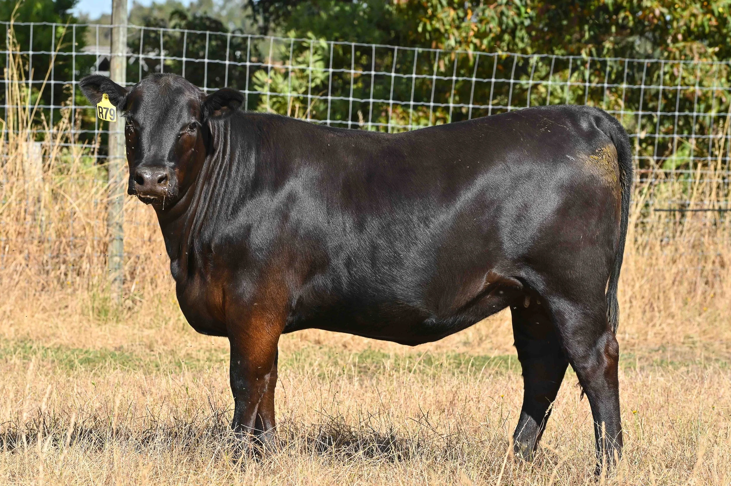 LOT 34 - LITTLE MEADOWS WILCOOLA R79 #