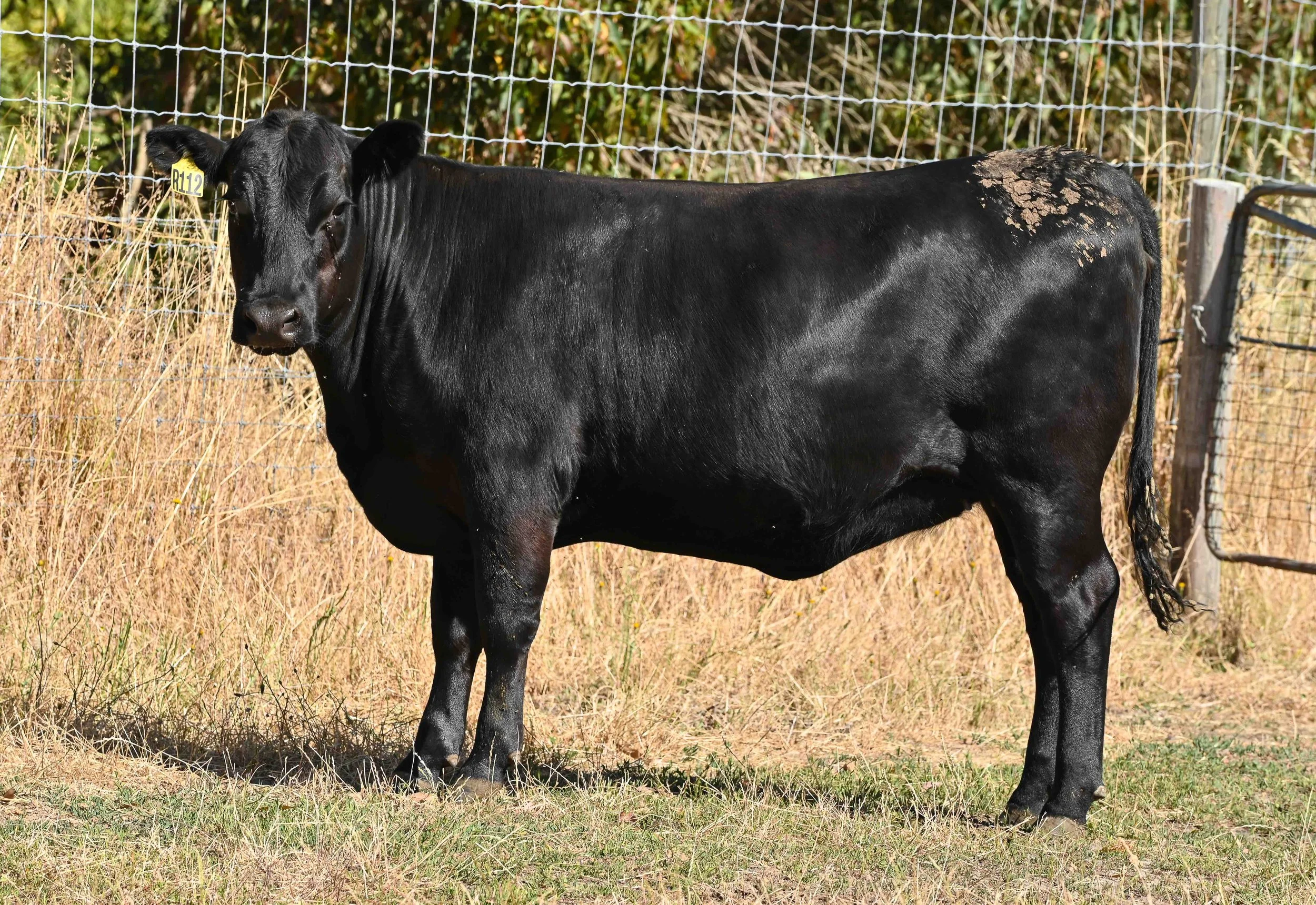 LOT 35 - LITTLE MEADOWS EDWINA R112 #
