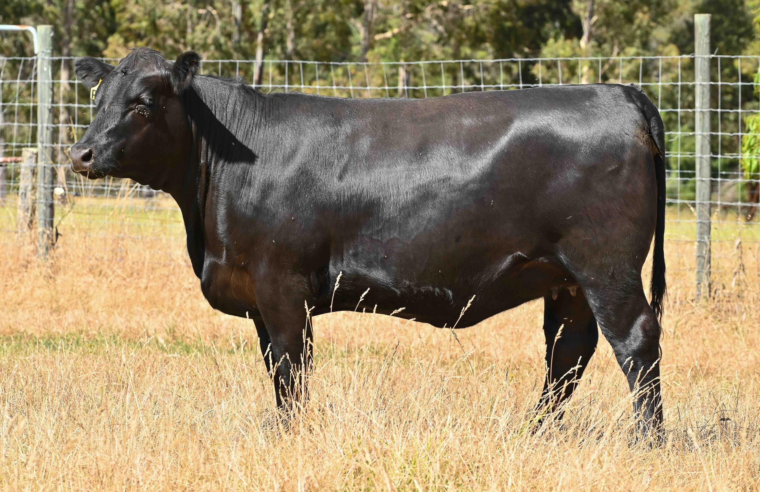 LOT 36 - LITTLE MEADOWS EDWINA R127 #