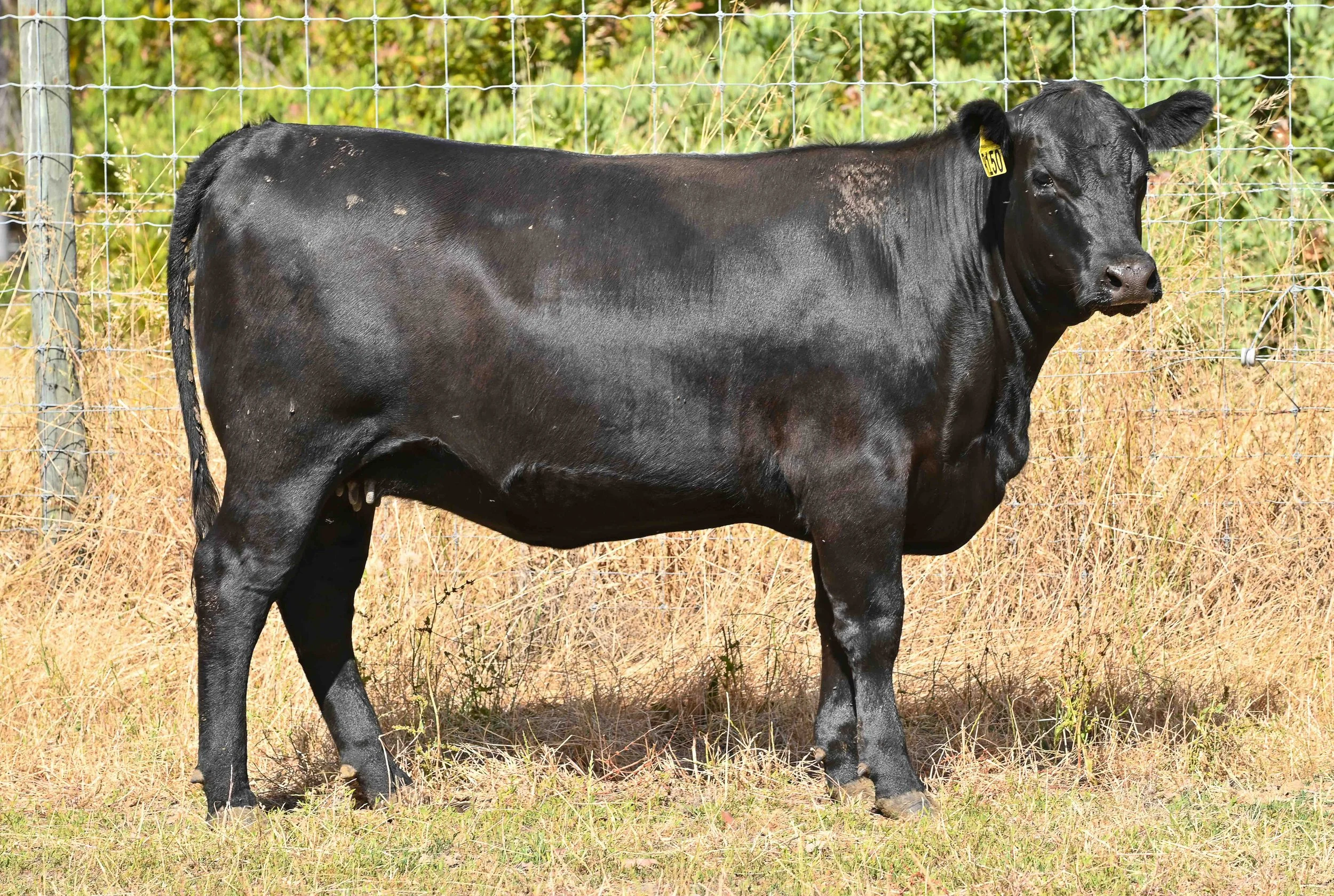 LOT 38 - LITTLE MEADOWS EDWINA R150 #