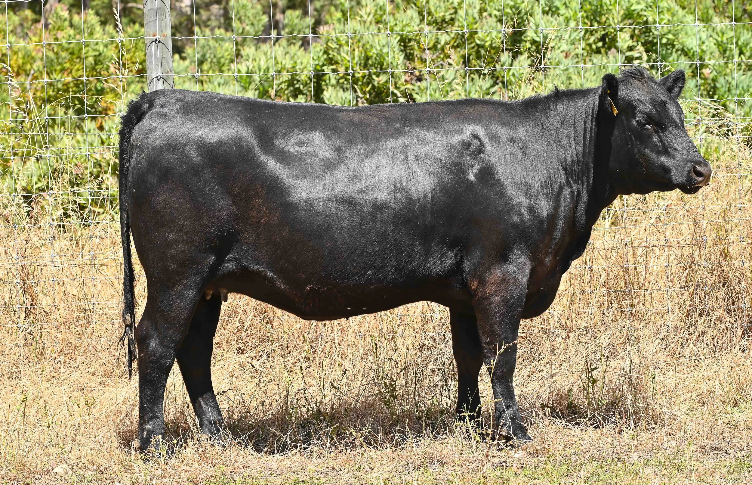 LOT 39 - LITTLE MEADOWS EDWINA R151 #