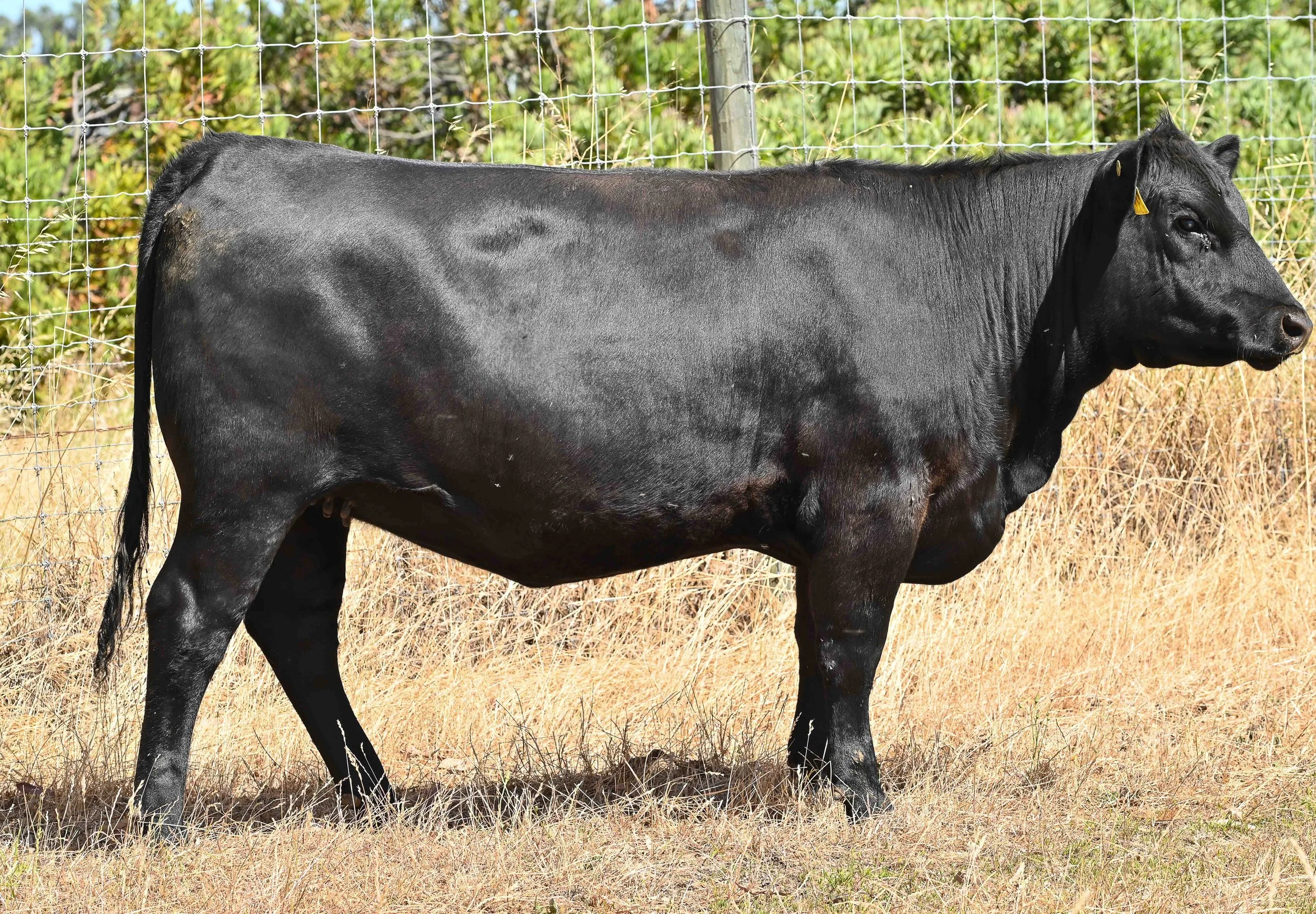 LOT 40 - LITTLE MEADOWS MERRIMENT R154 #