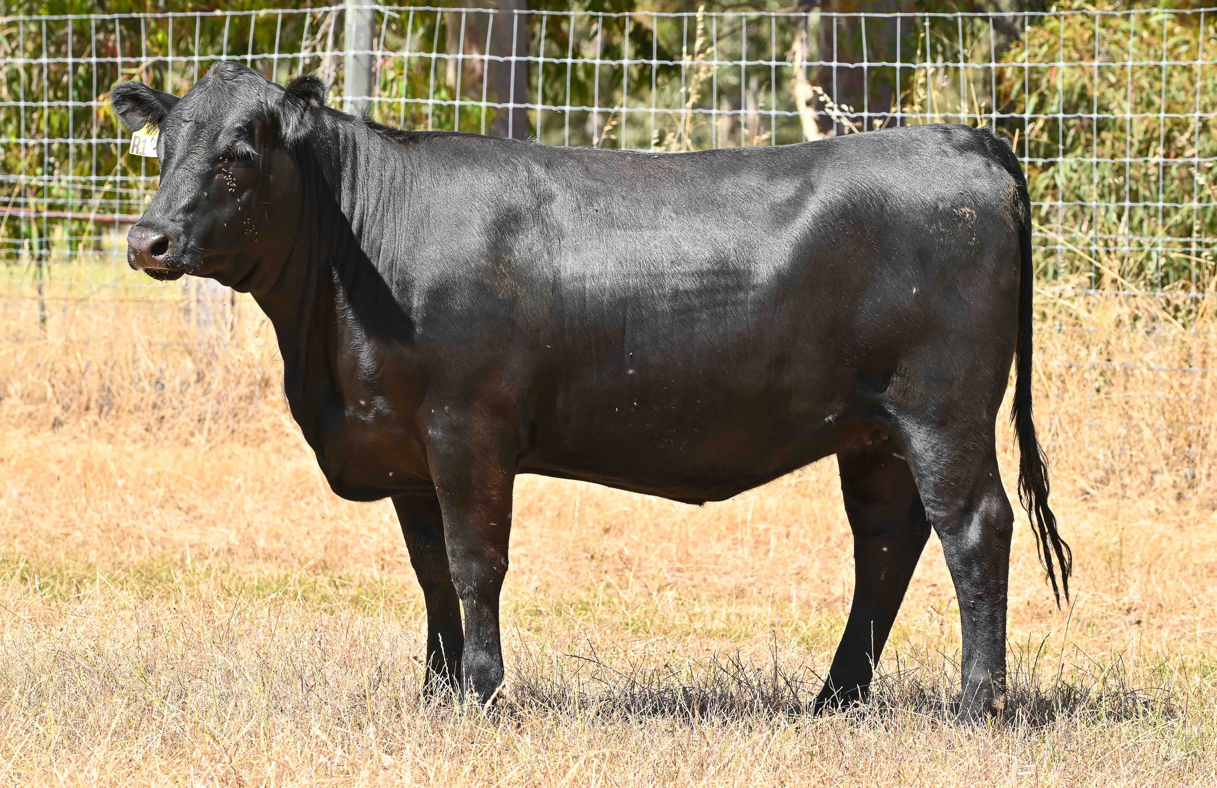 LOT 41 - LITTLE MEADOWS MERRIMENT R162 #