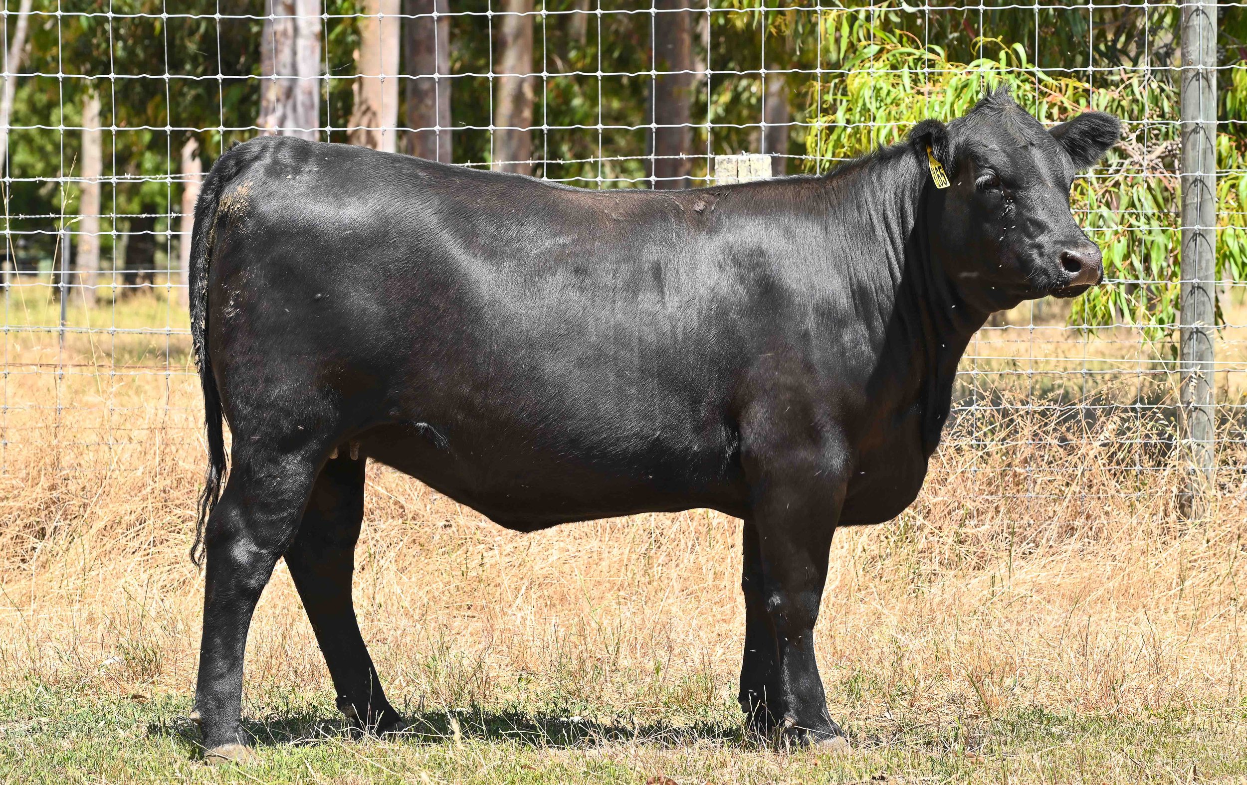 LOT 42 - LITTLE MEADOWS EDWINA R165 #