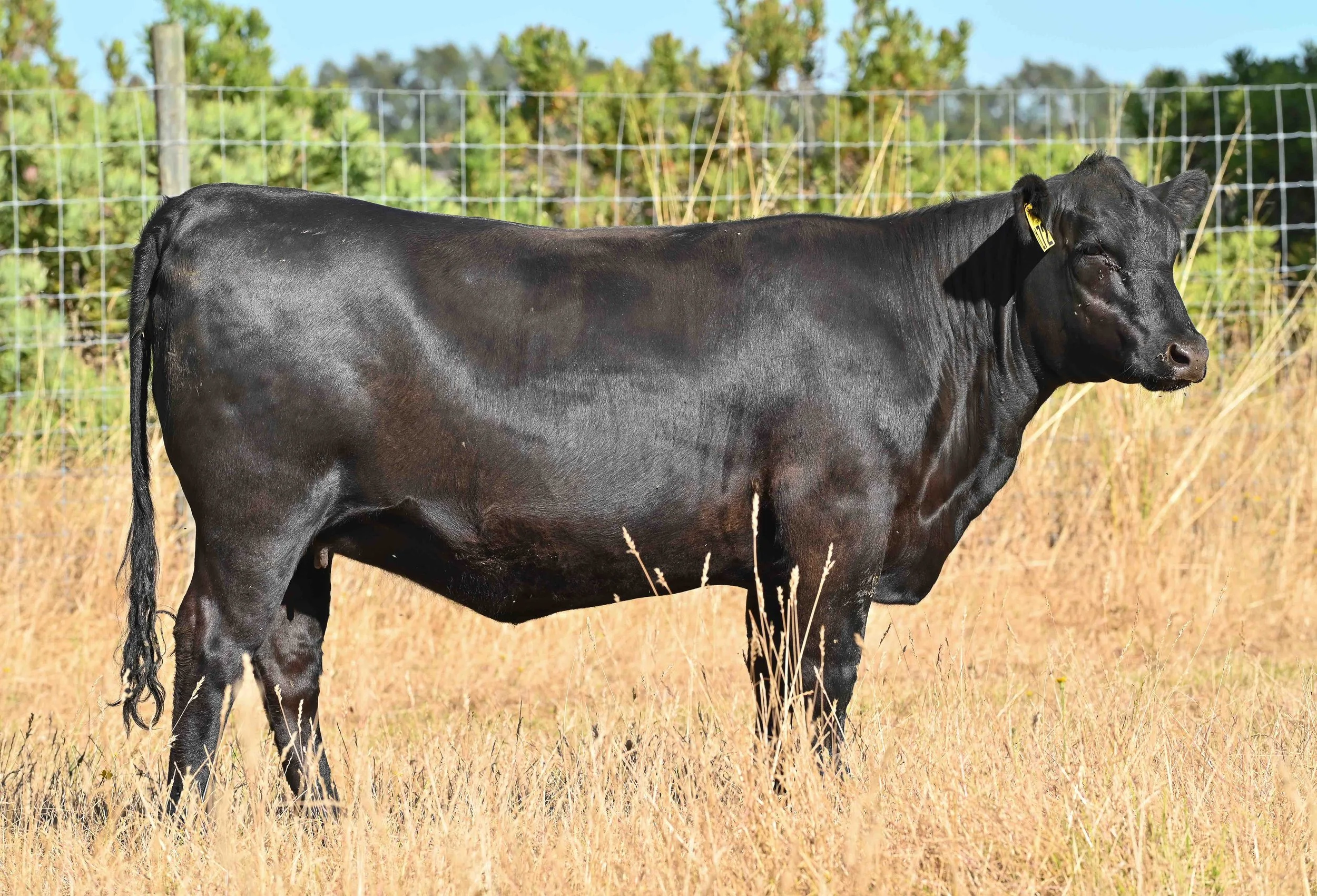 LOT 44 - LITTLE MEADOWS EDWINA R172 #