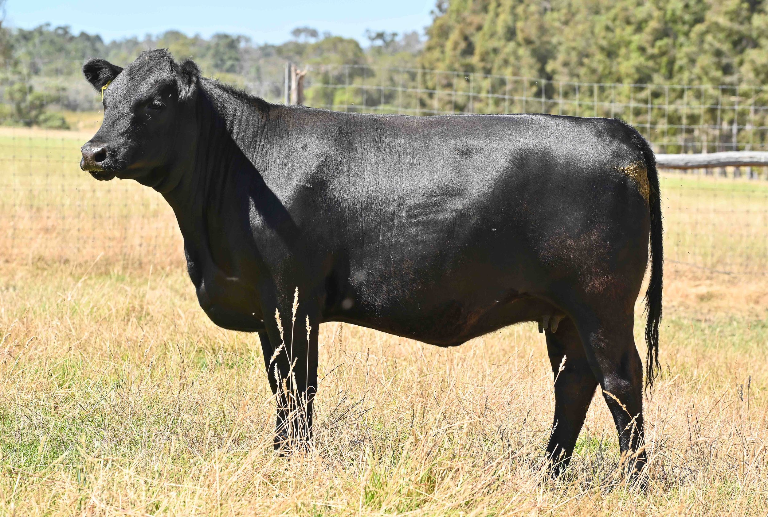 LOT 45 - LITTLE MEADOWS EDWINA R180 #