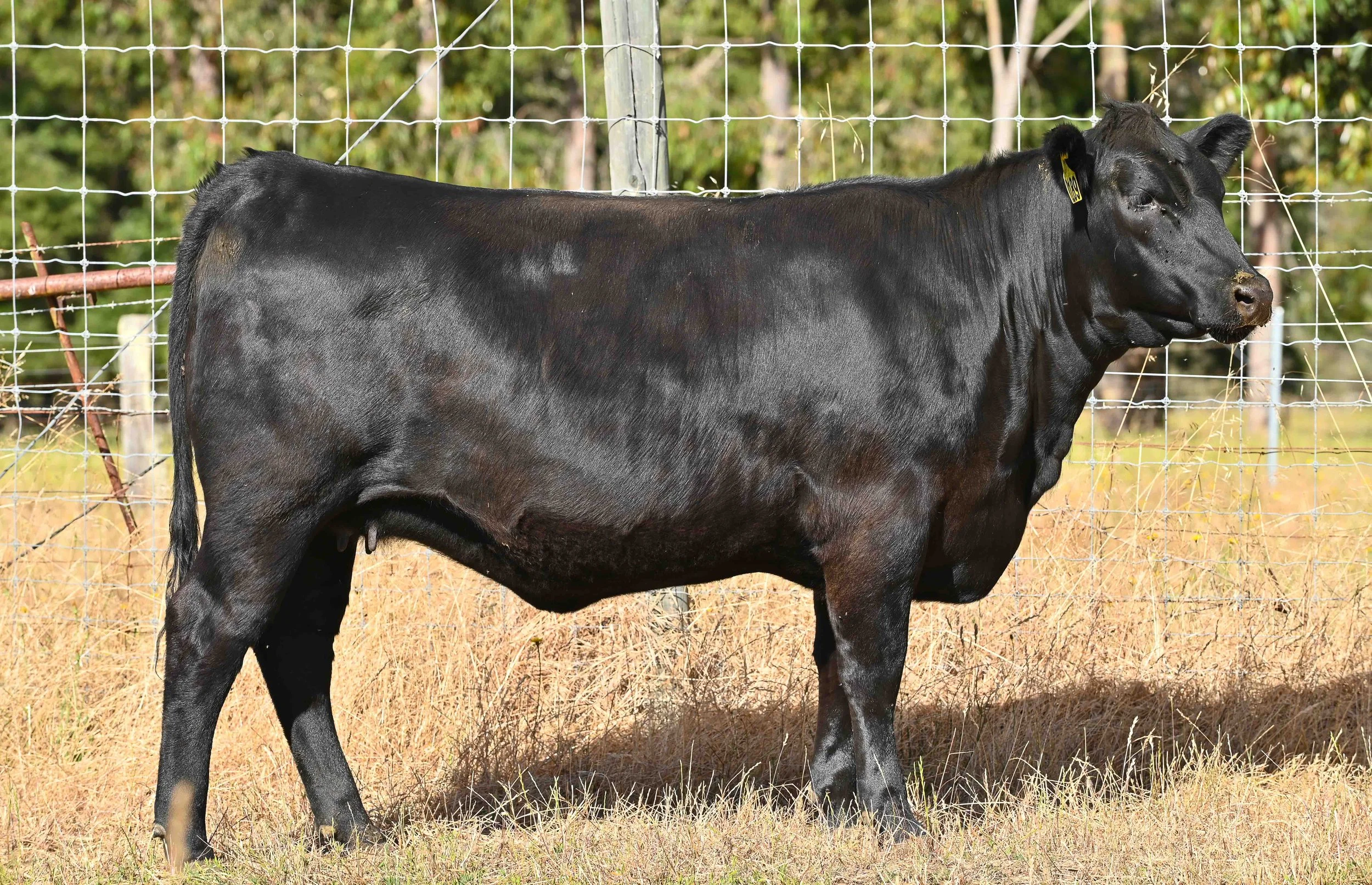 LOT 46 - LITTLE MEADOWS MERRIMENT R189 #