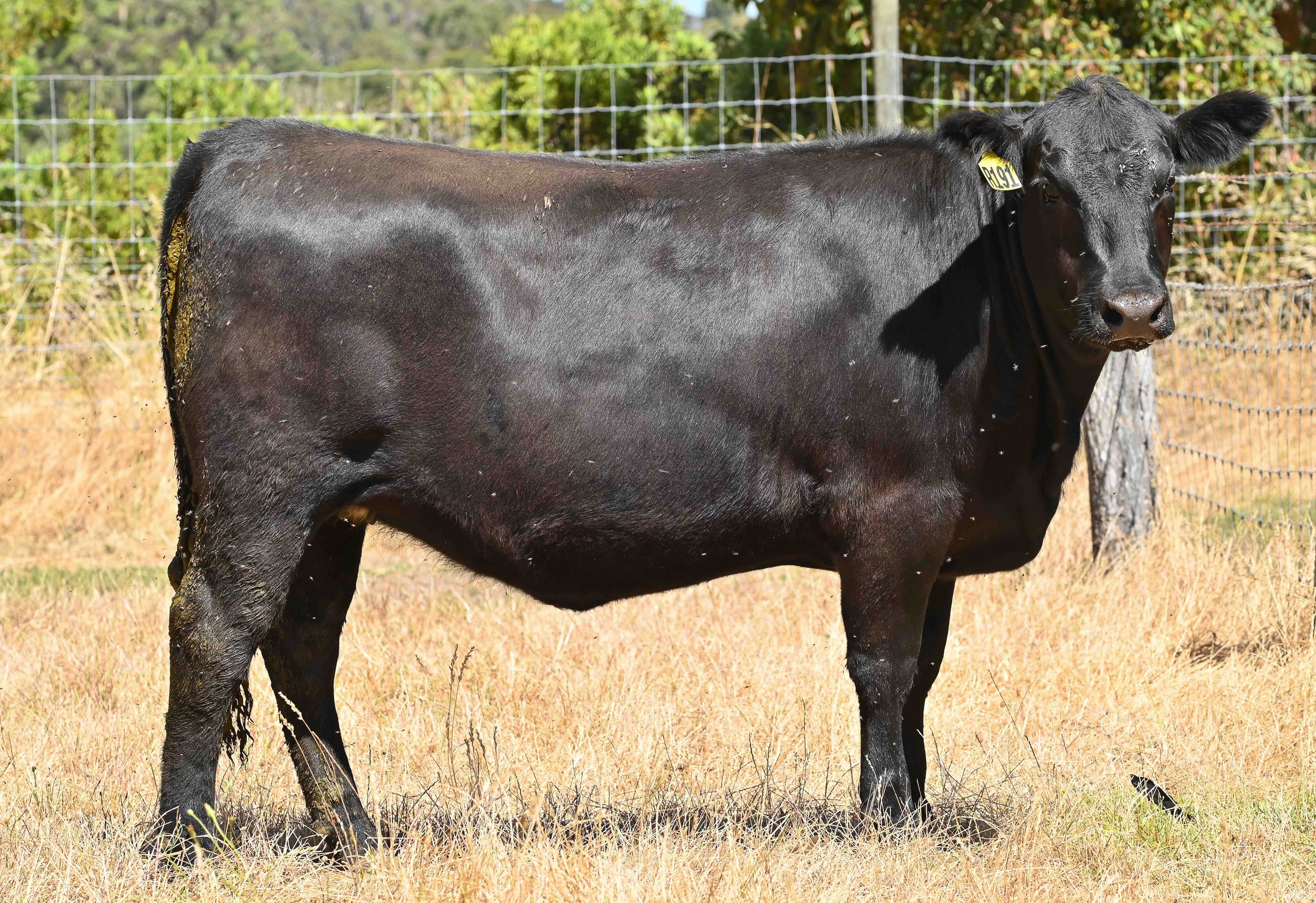 LOT 47 - LITTLE MEADOWS MERRIMENT R191 #